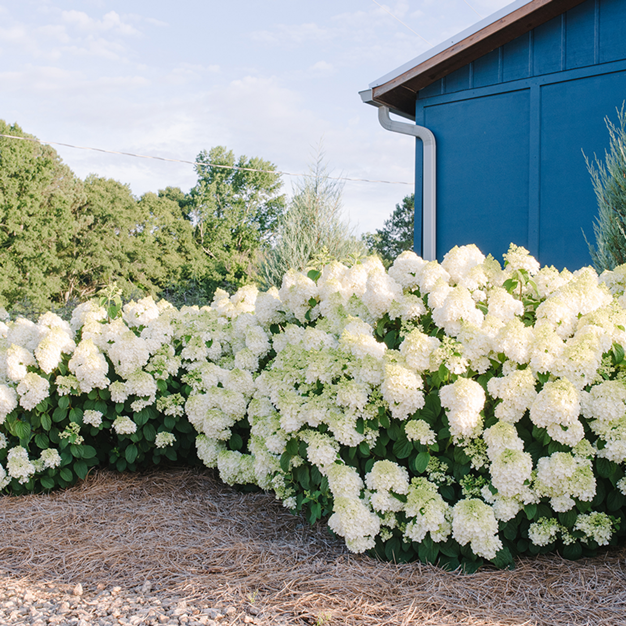 hydrangea0223ページ Assorted Hydrangea - Assorted - #2 Pot 2HYSAS0002 | RONA