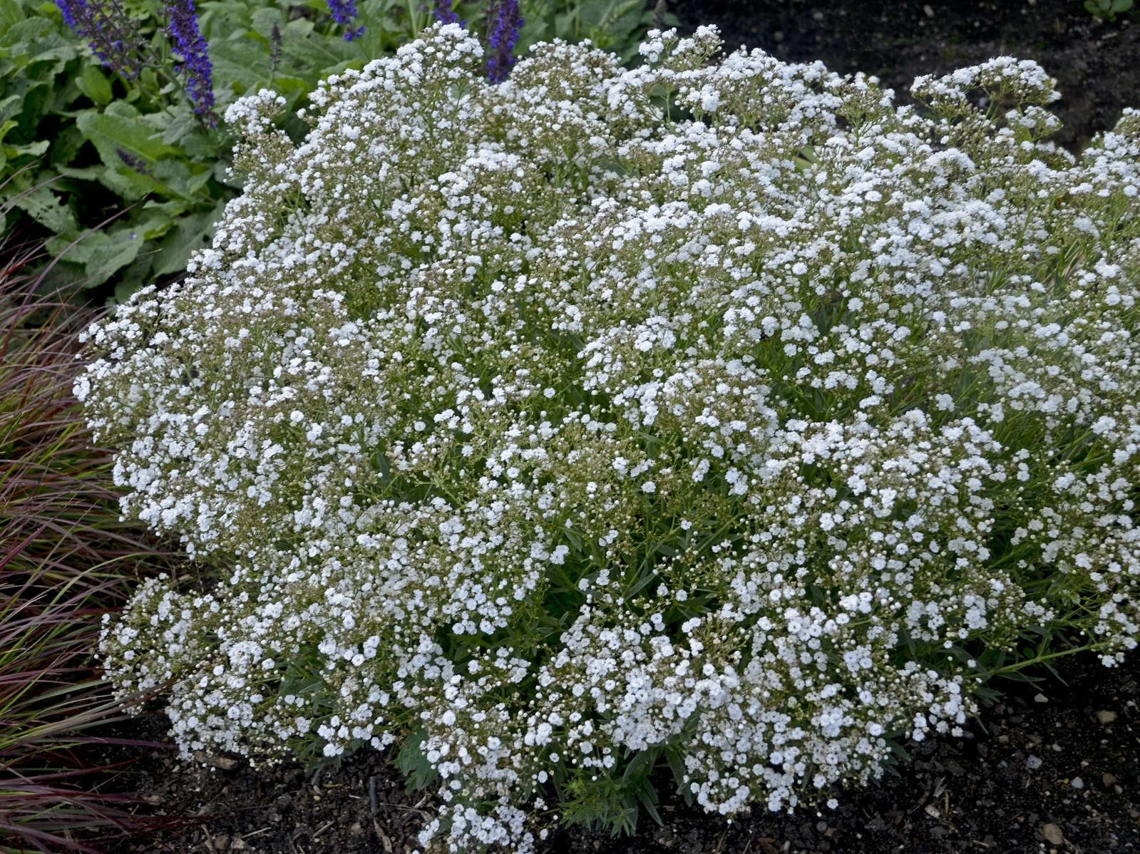 Gypsophilia — Canada Green Nursery and Garden Center
