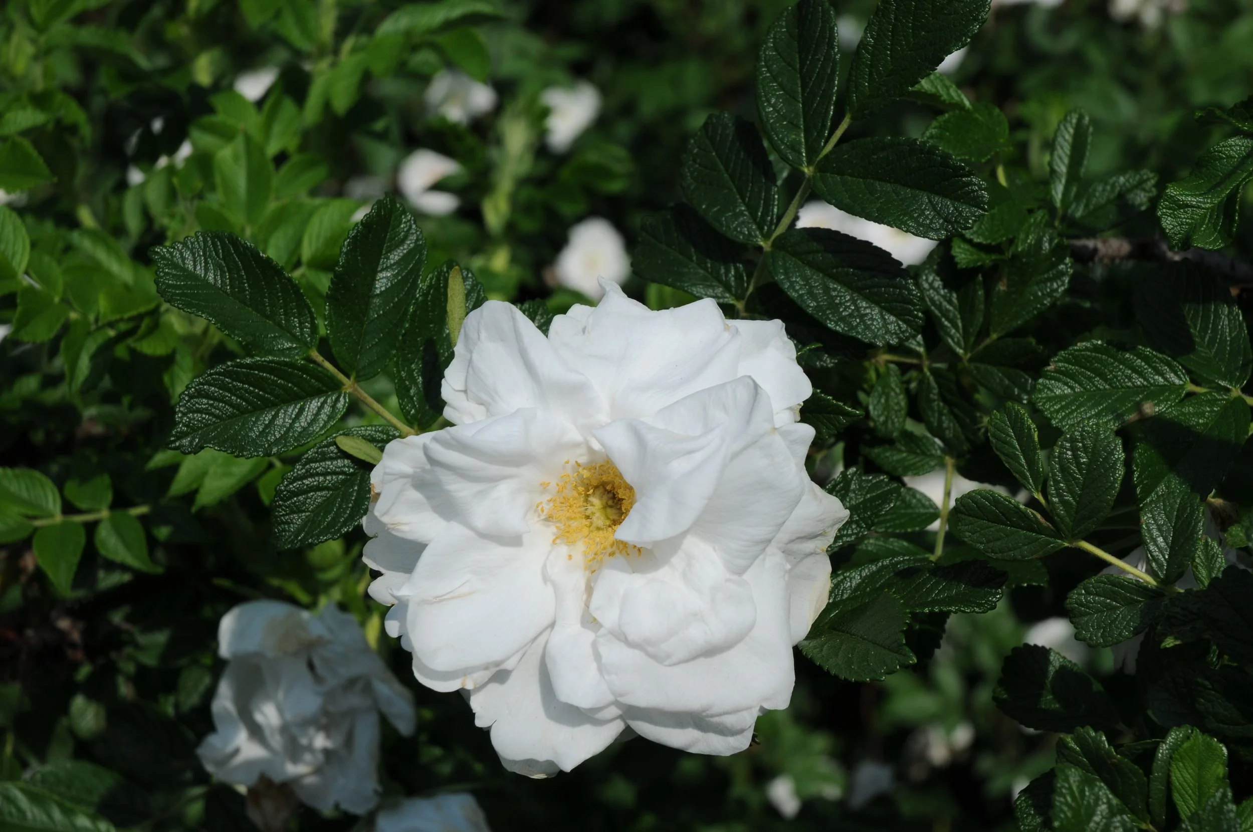 Blanc Double de Coubert Rose