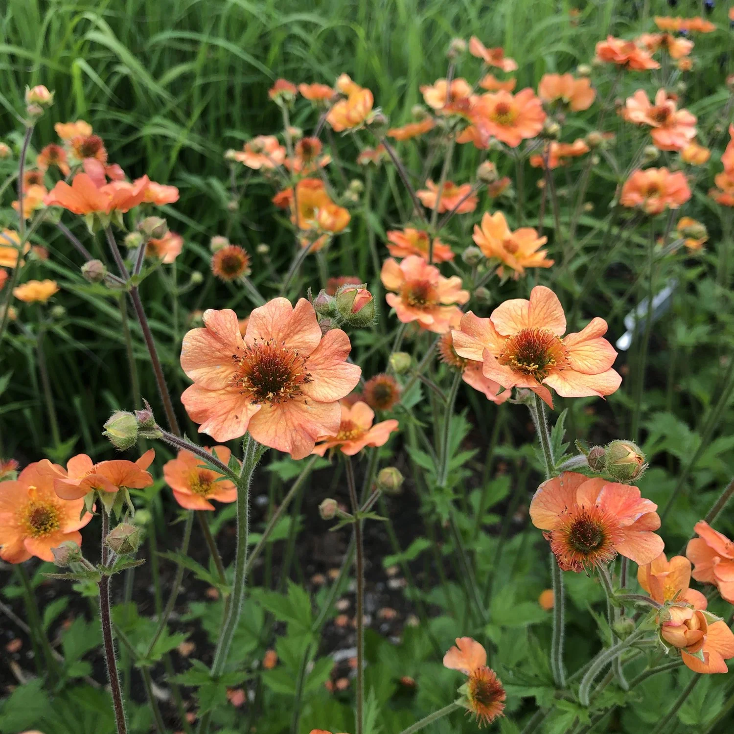 Geum