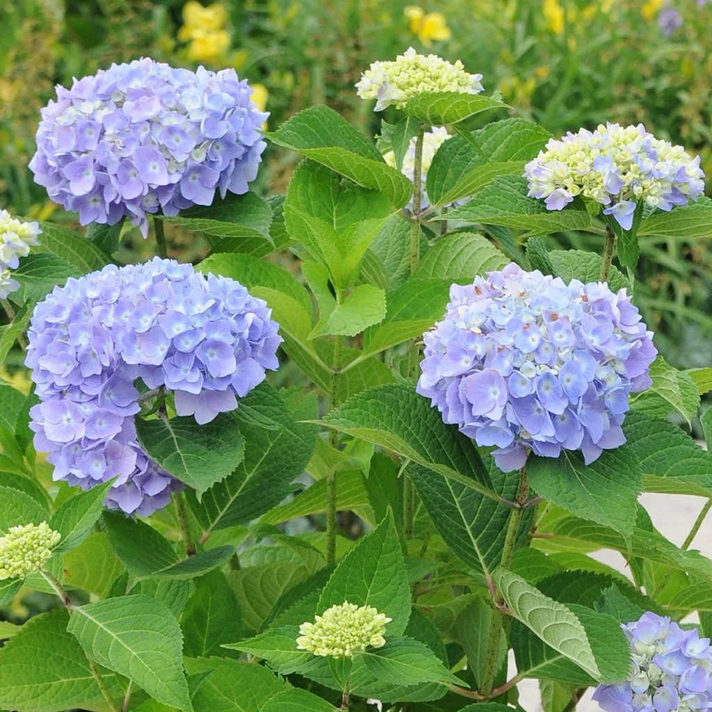 hydrangea0223ページ Assorted Hydrangea - Assorted - #2 Pot 2HYSAS0002 | RONA