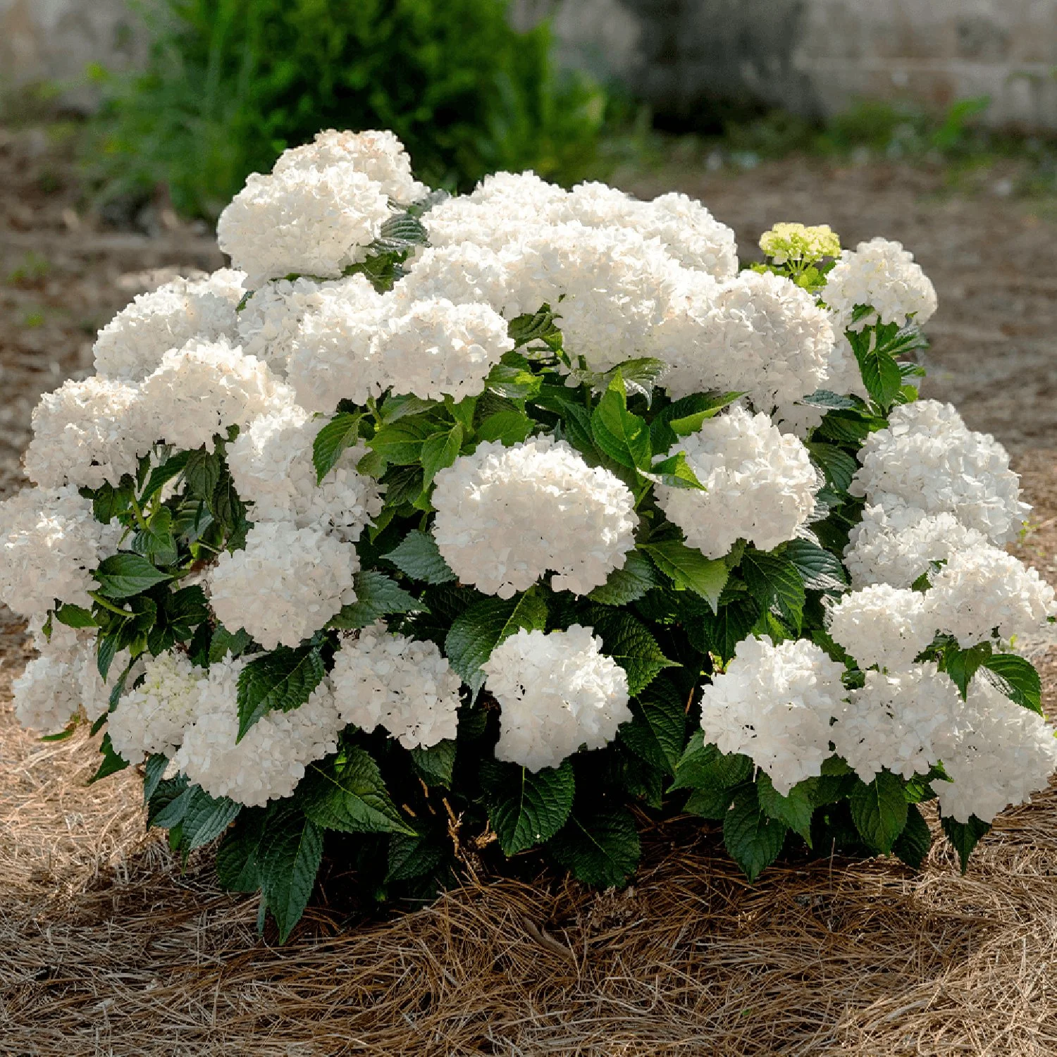 Dreamcloud Hydrangea