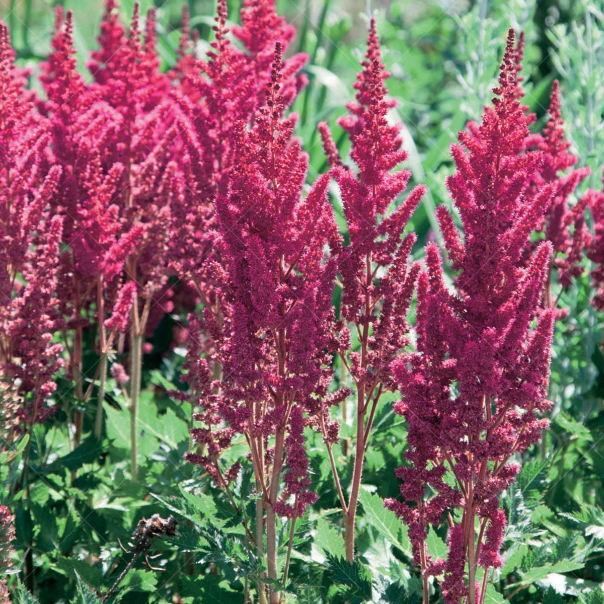 astilbe-visionred copy.jpg