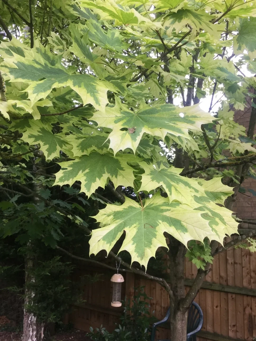 Harlequin Maple