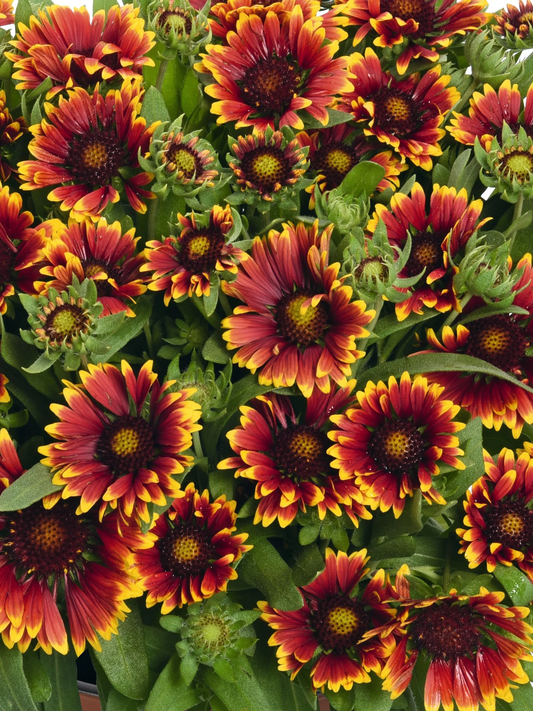 GASO-0-Gaillardia-Spintop-Orange-Halo-bl.jpg
