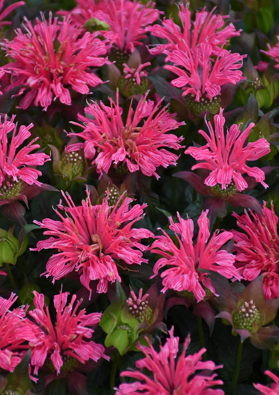 Monarda