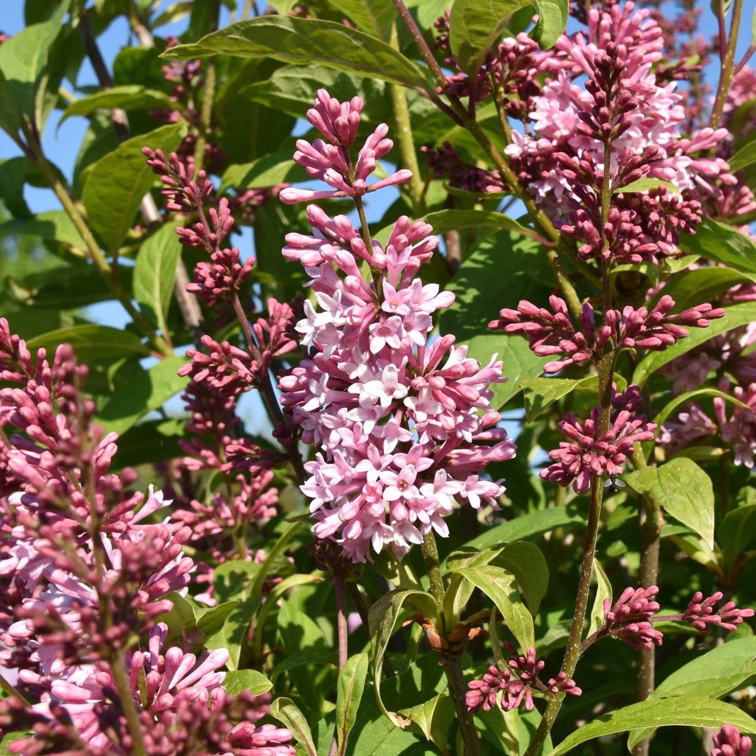 James Mcfarlane Lilac