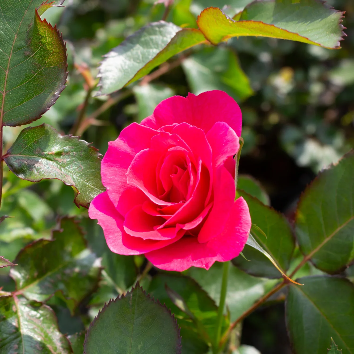 Aurora Borealis Rose