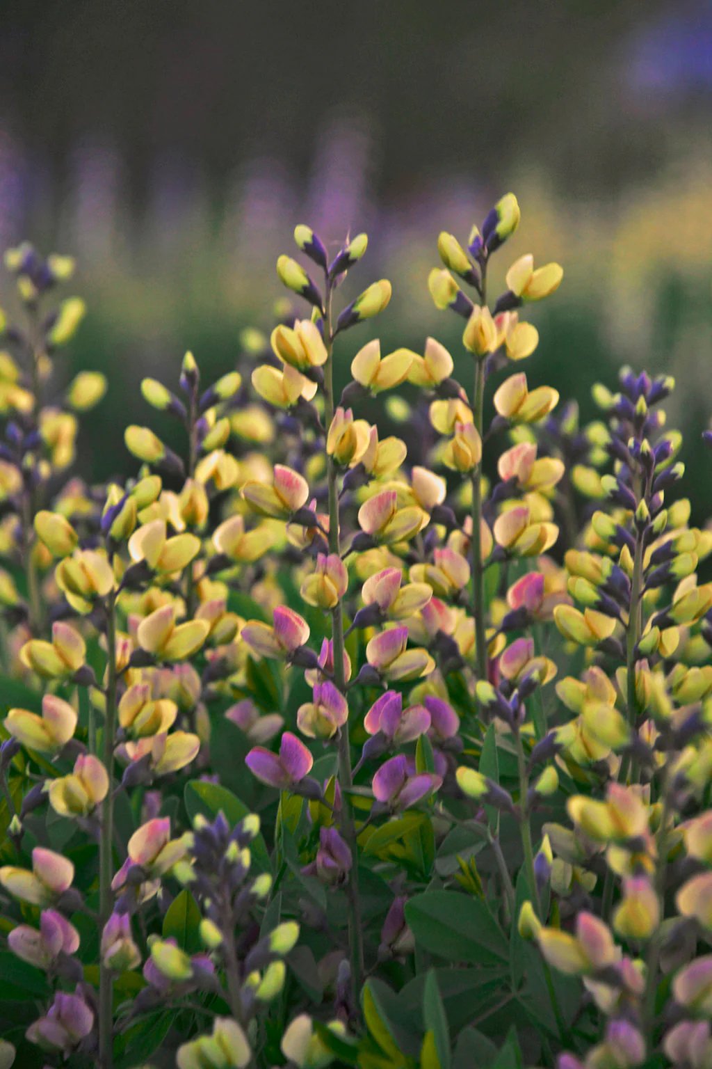 baptisia_pink_lemonade copy.jpg