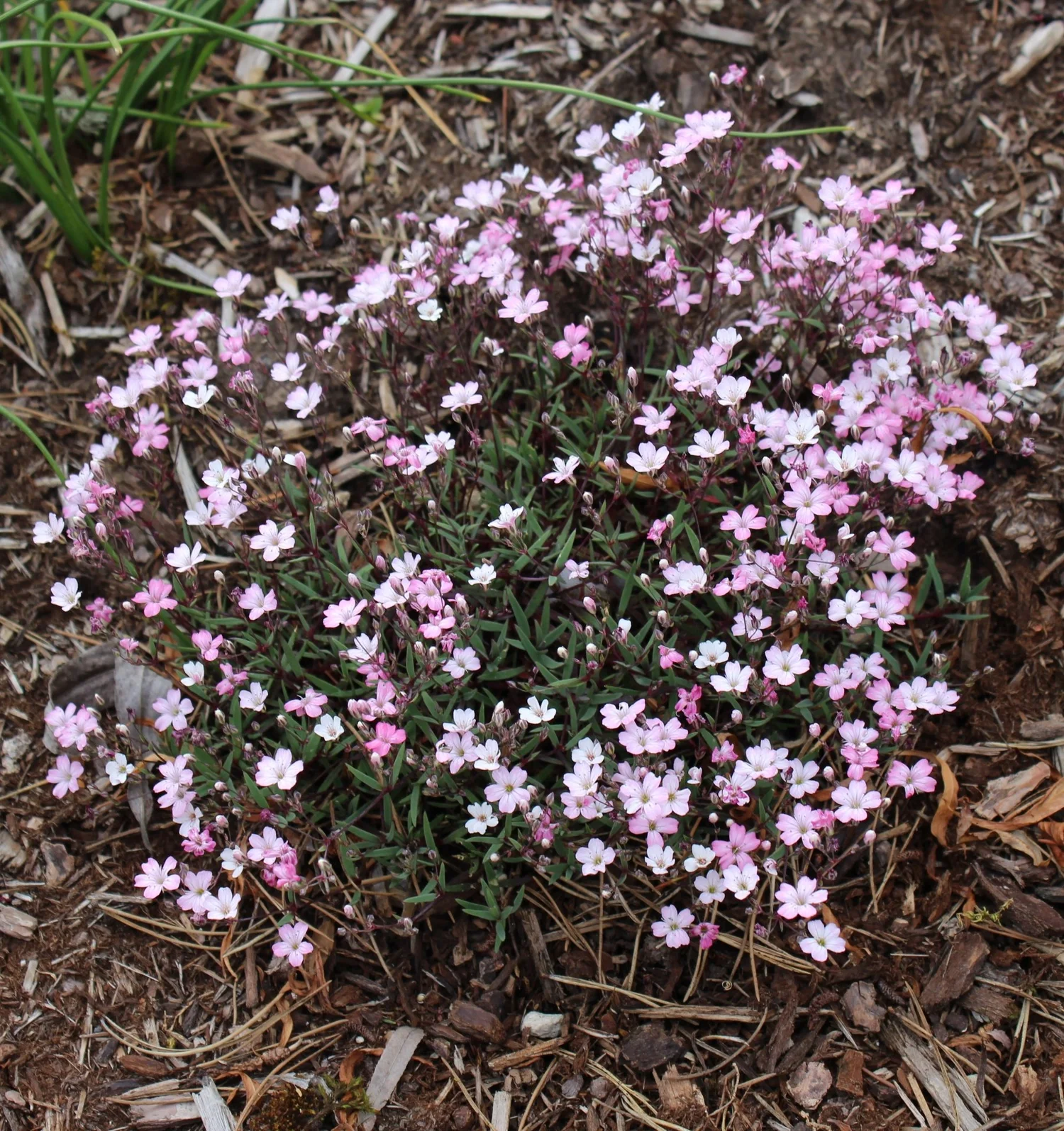 Gypsophilia — Canada Green Nursery and Garden Center