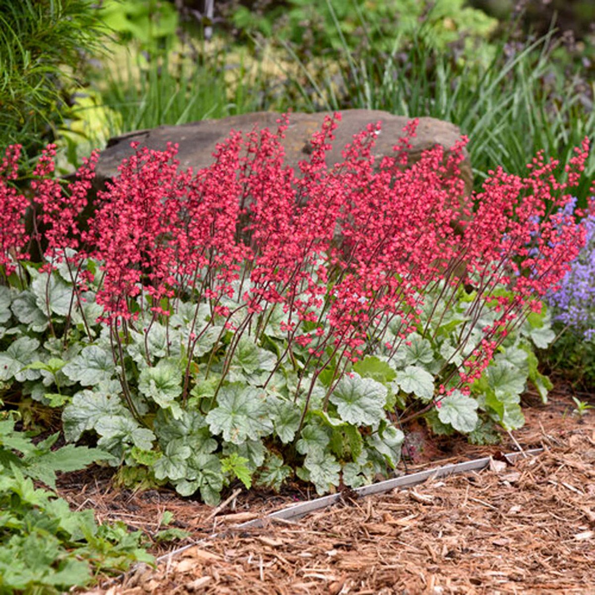 heuchera-spearmint copy.jpg