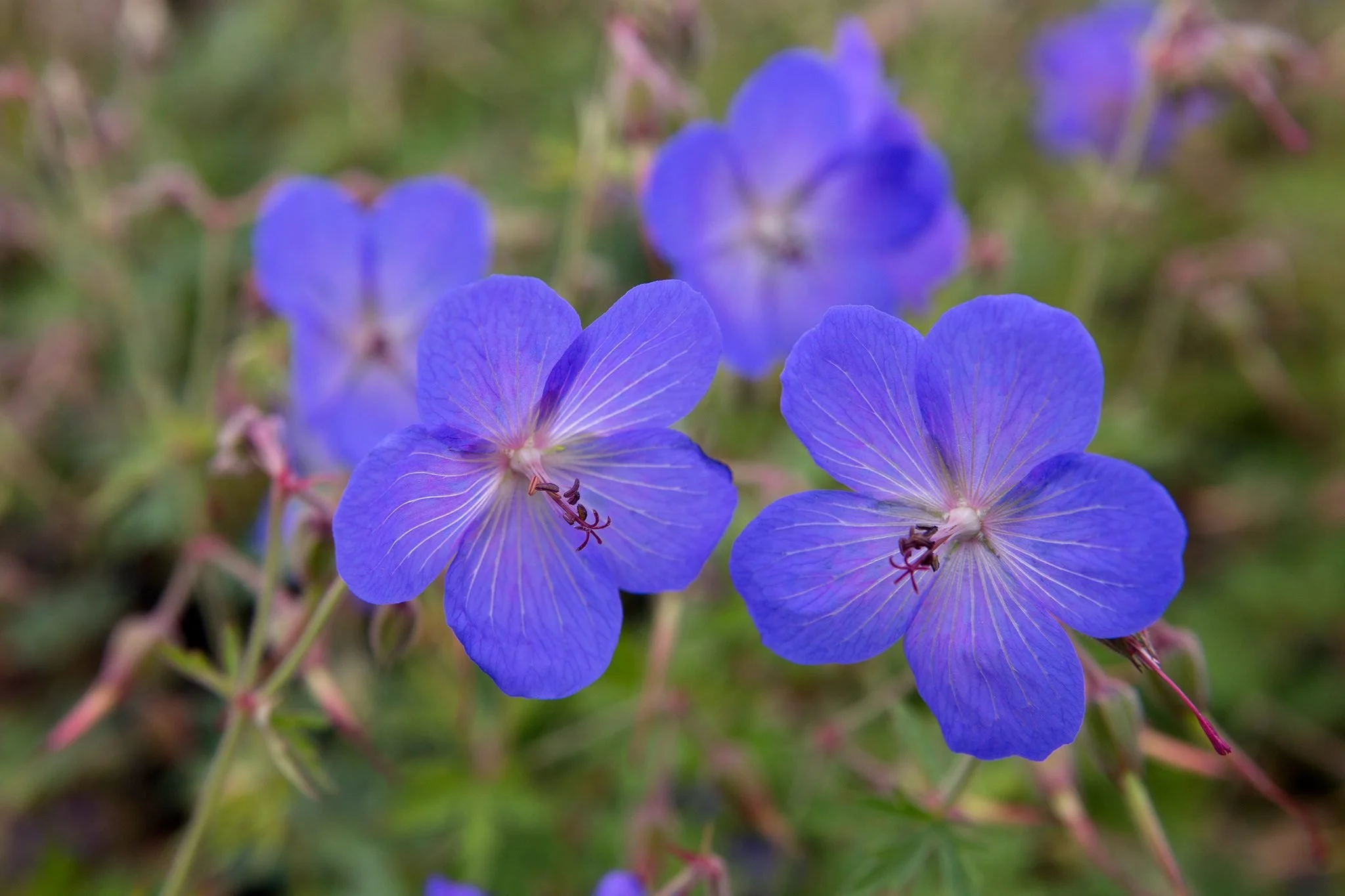 Geranium