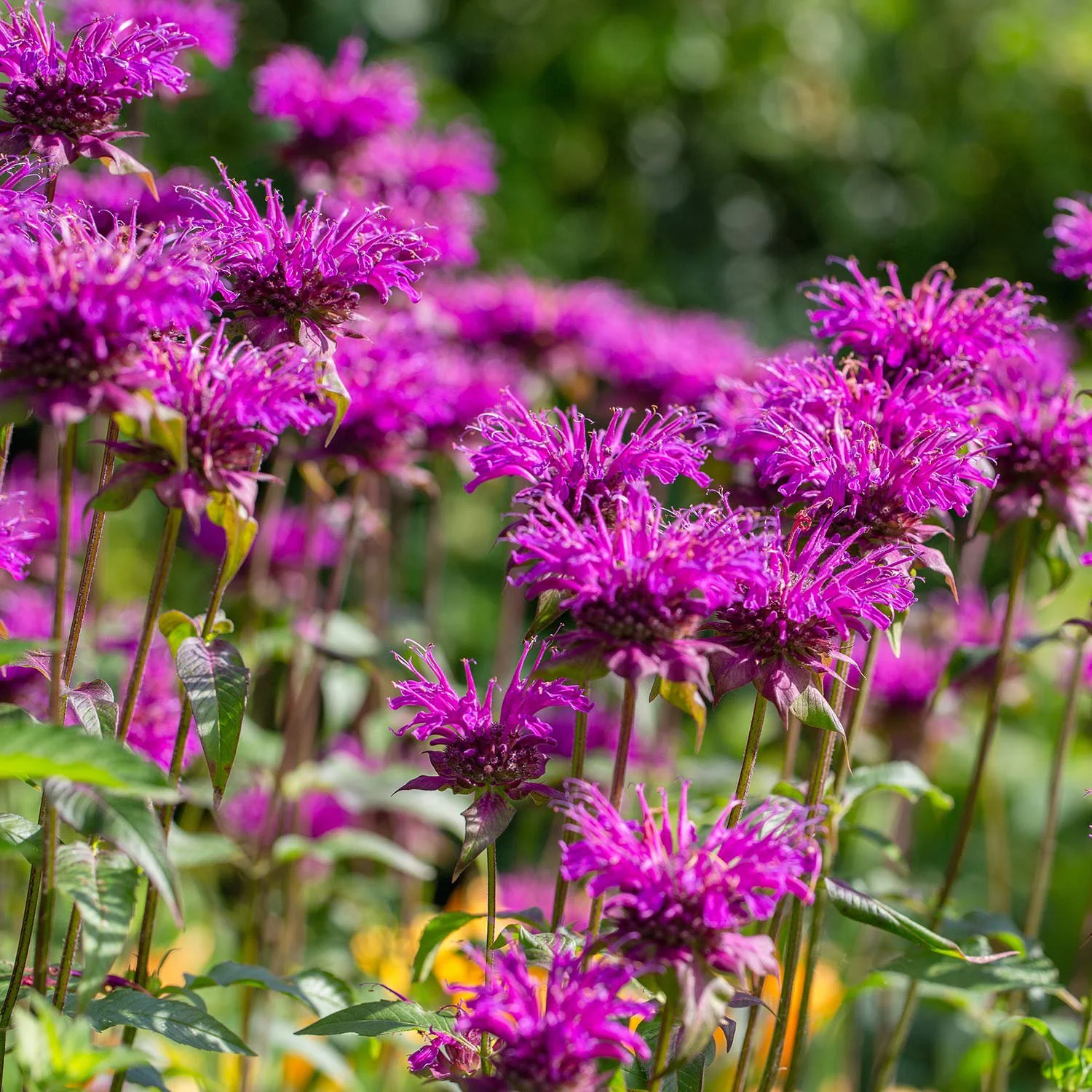 Monarda
