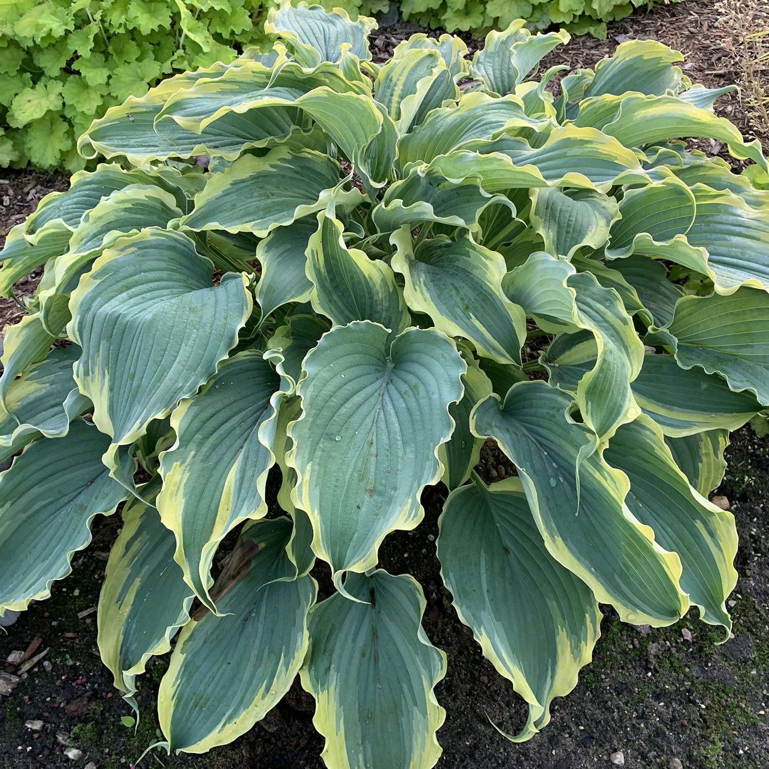 hosta_voices_in_the_wind.jpg