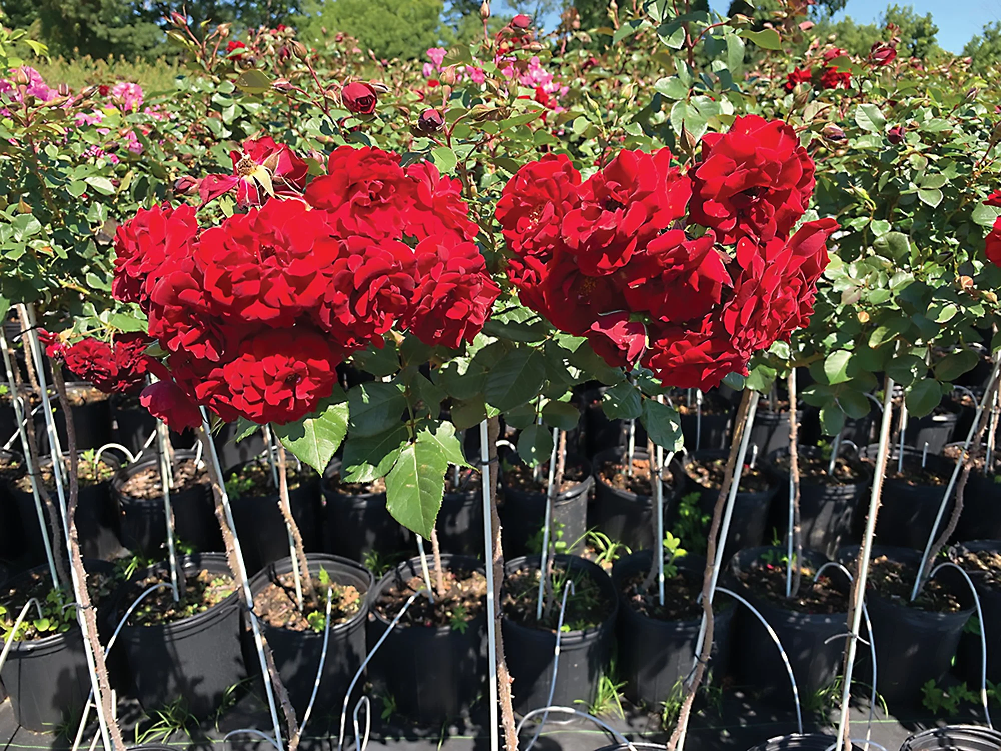 AC Navy Lady Tree Rose