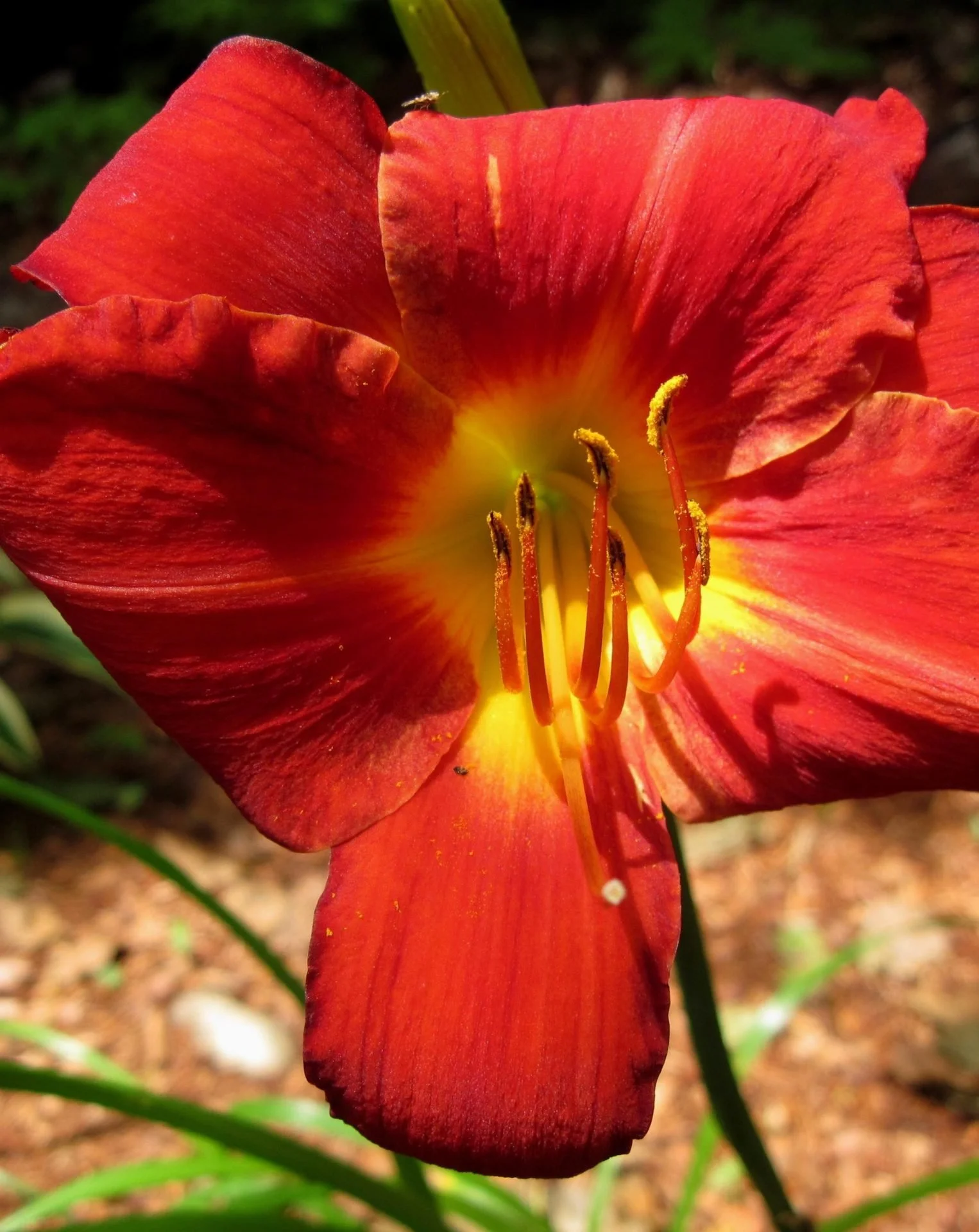 Funny_Valentine_Daylily1-scaled.jpg
