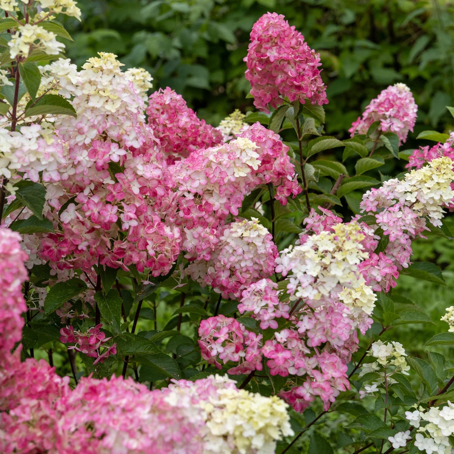 Mega Mindy Hydrangea