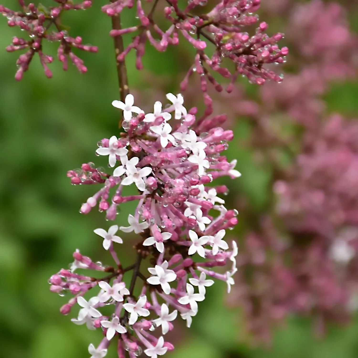 Juliana Hers Weeping Standard Lilac