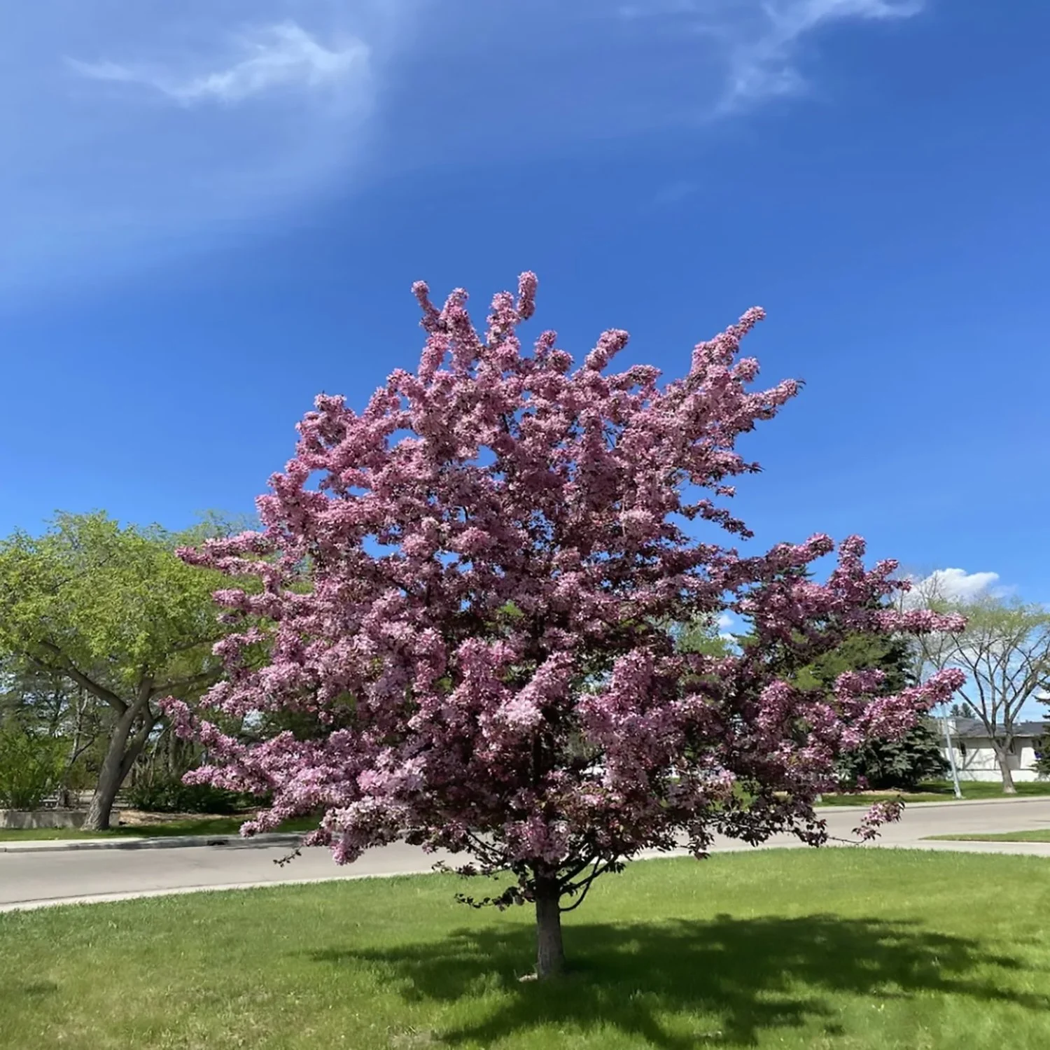Courageous Flowering Crab