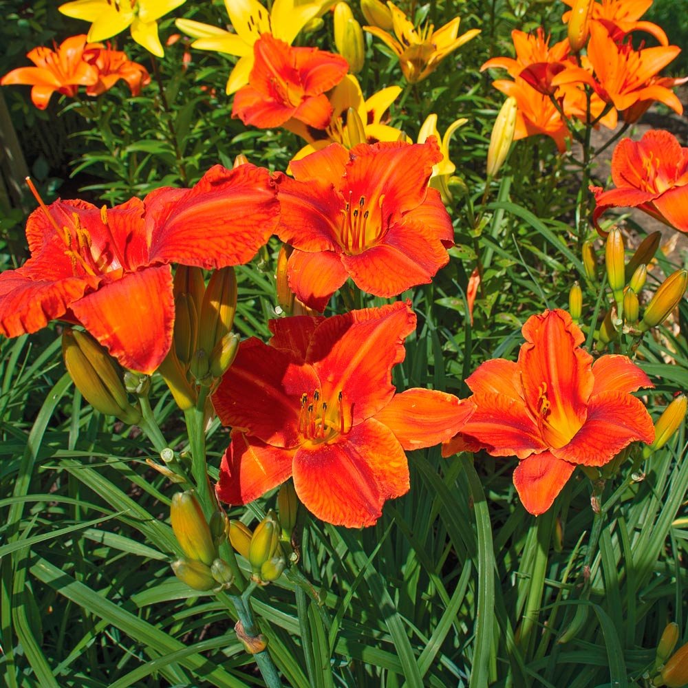Hemerocallis