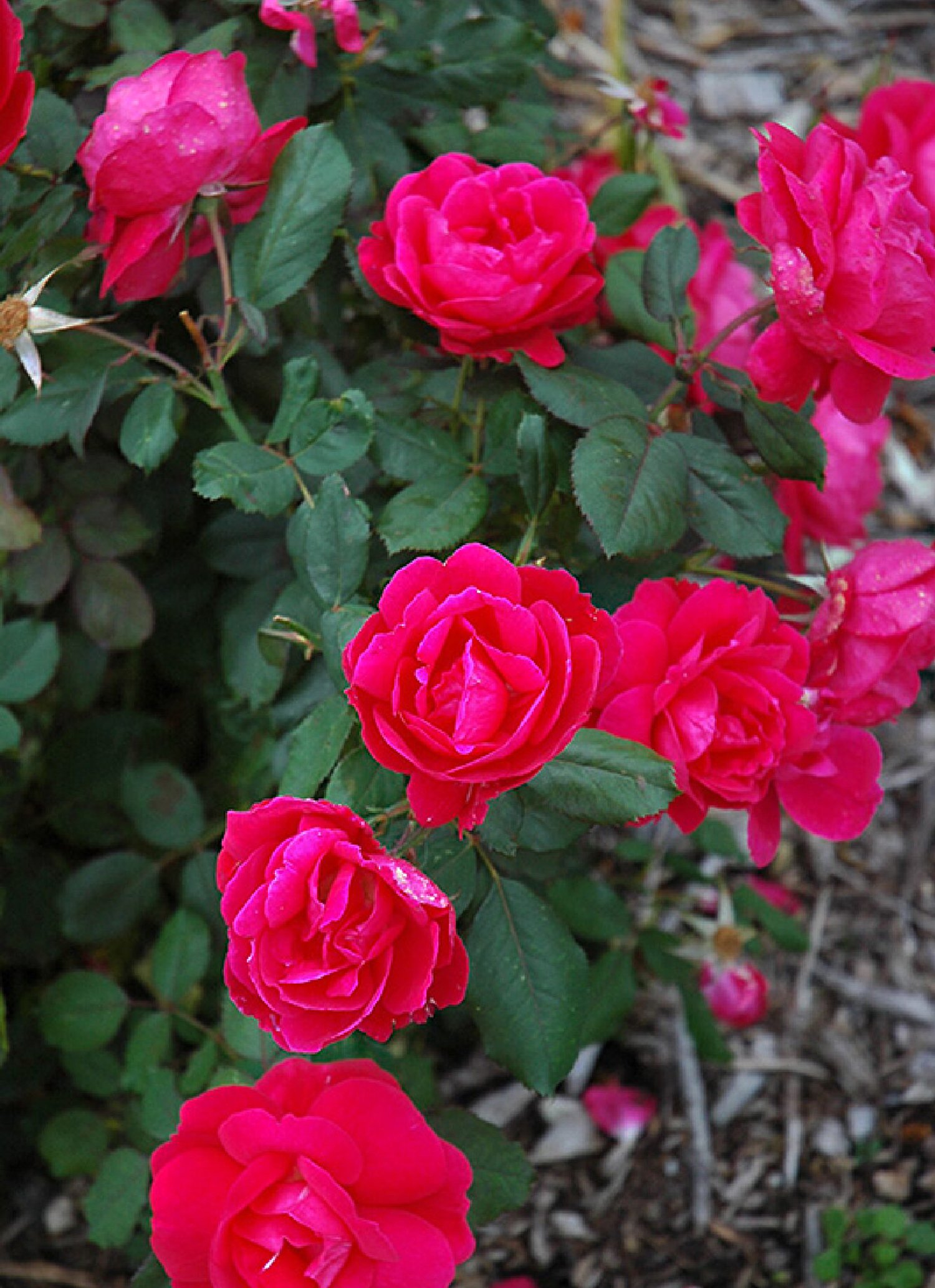 Winnipeg Parks Tree Rose