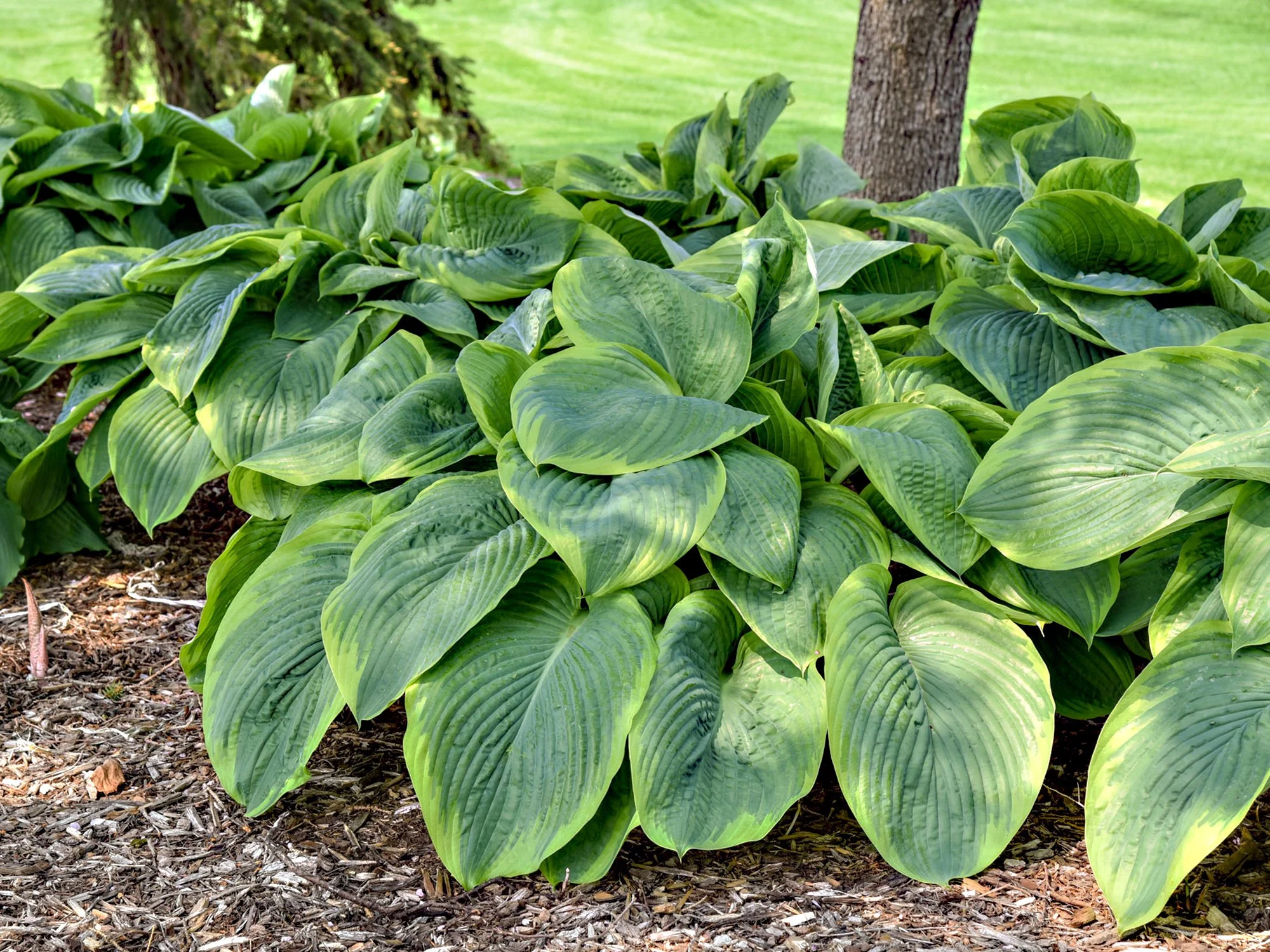 HOWL-2w-Hosta-Wu-La-La3-pw.jpg