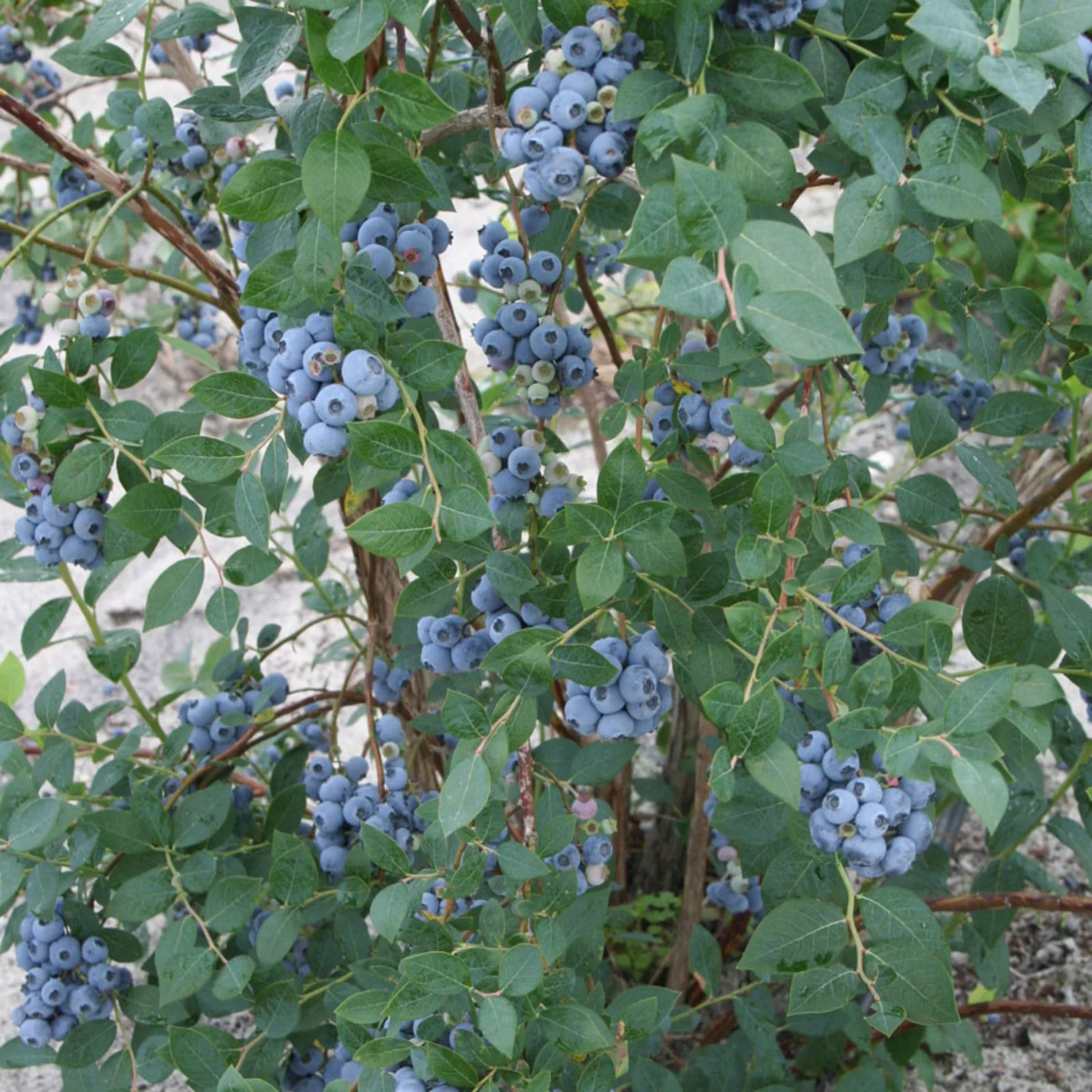 Sweet Heart Blueberry