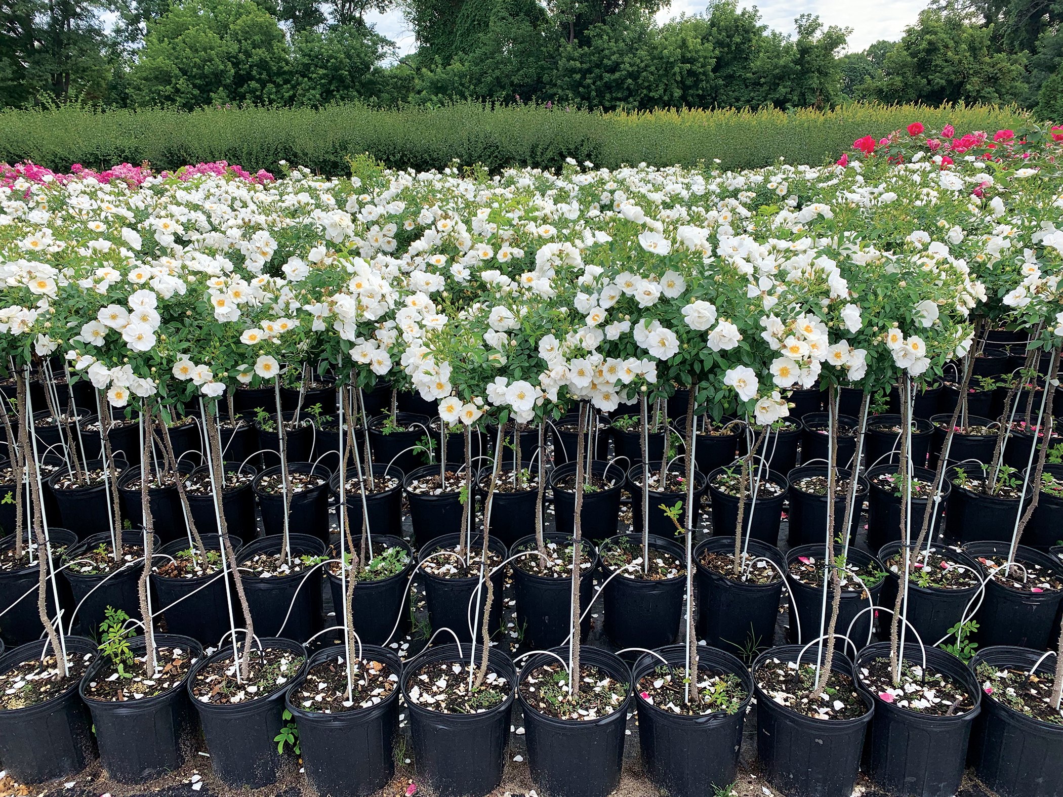 Innocencia Vigorosa Tree Rose