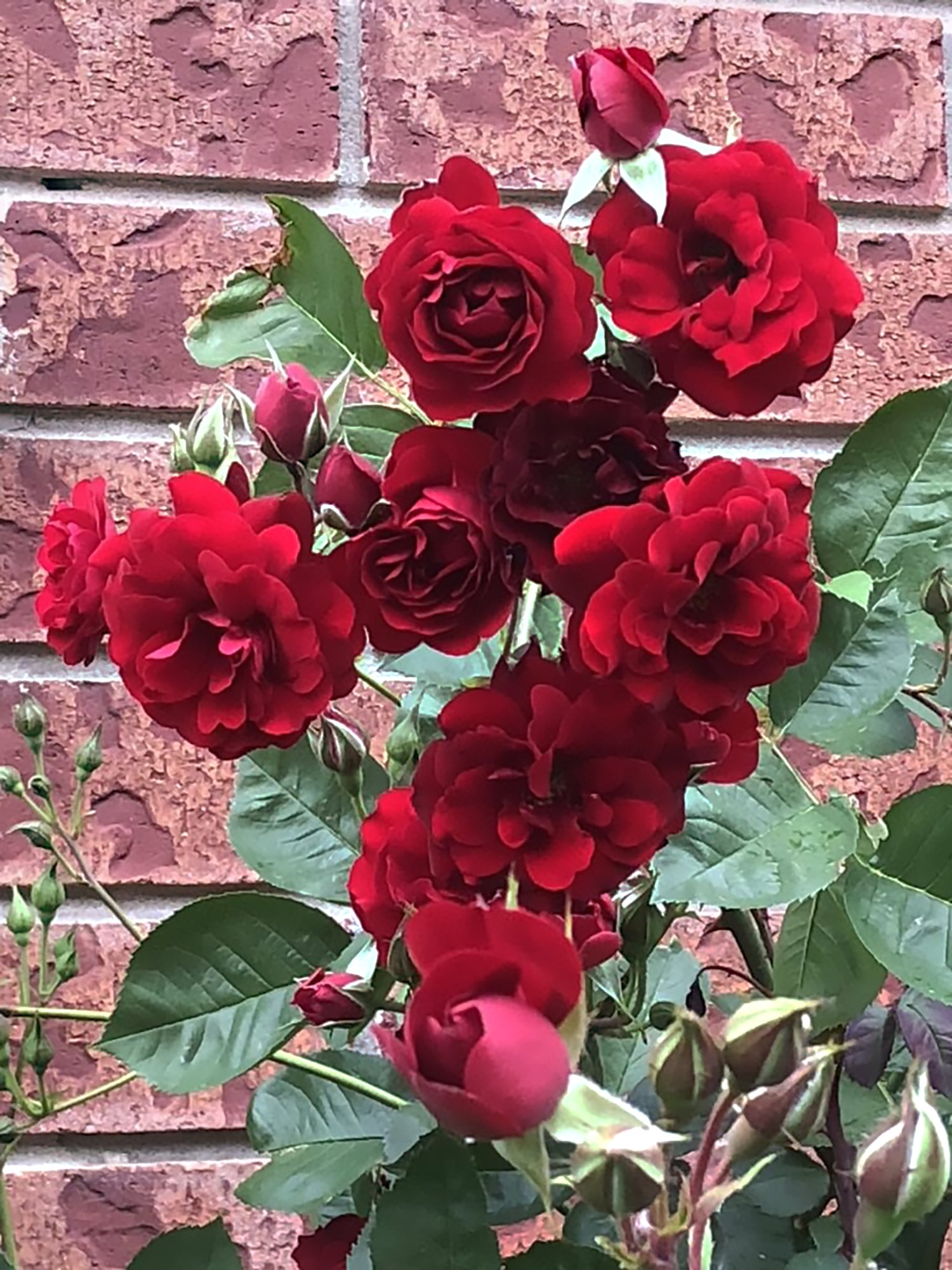 Canadian Shield Tree Rose