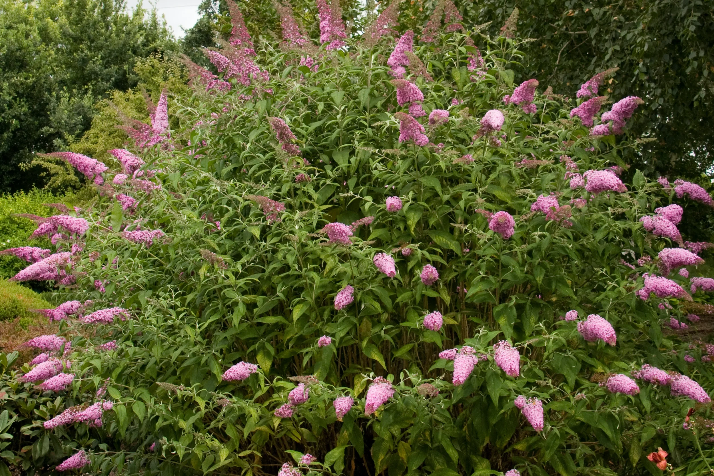 Buddleja_PinkDelight_4nbrcg.webp
