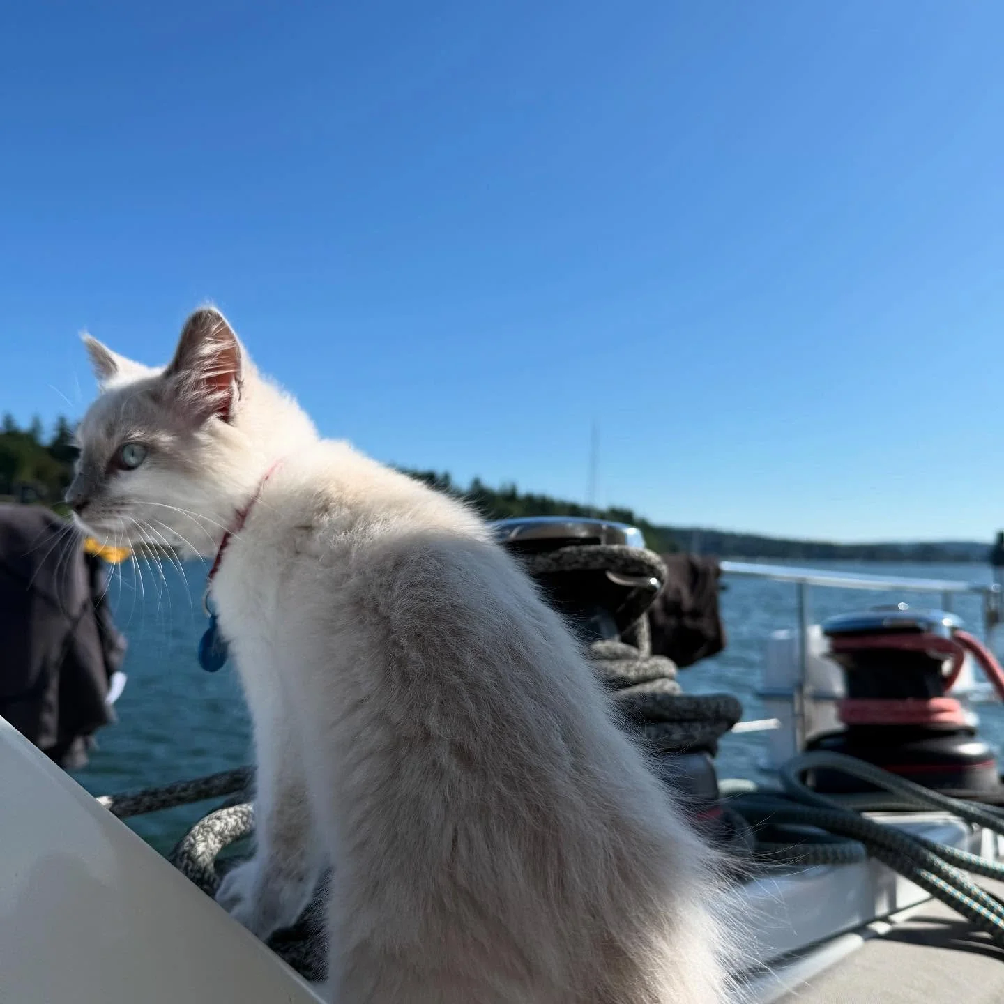 Toba (named for Toba Inlet) checking out the fresh sea breeze