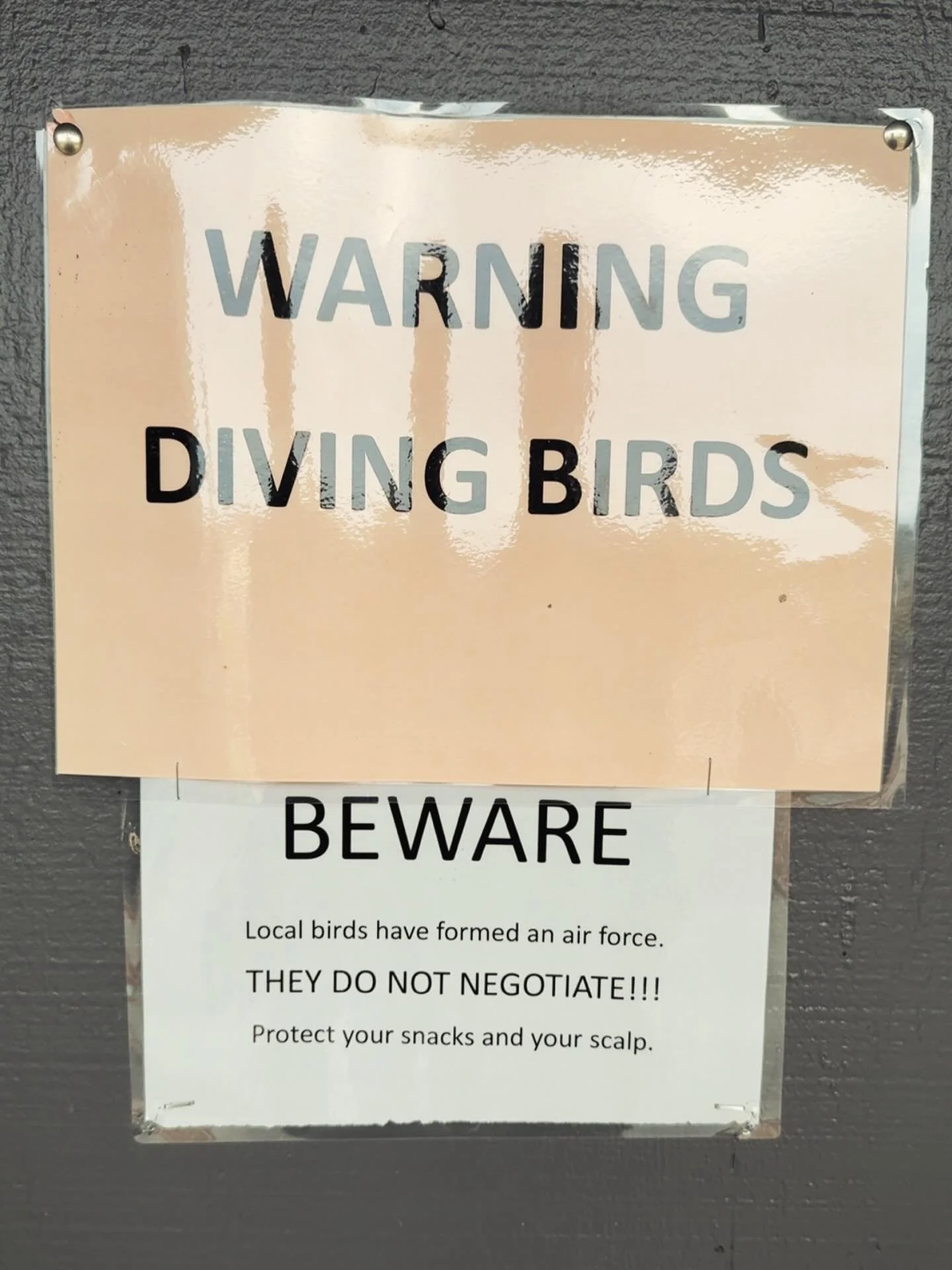 Talk to me, Goose&hellip; oh wait, he just stole my pretzel. 😂 #TopGull