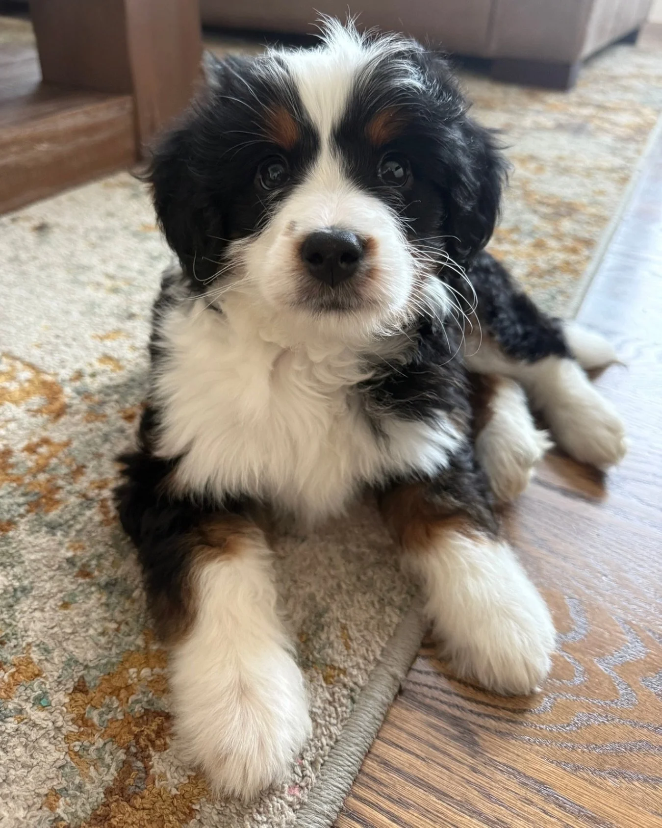 Introducing the newest (and most calm) member of our family, our new micro Bernadoodle, &ldquo;Paa-Paa&rdquo; - as Bradley likes to call her. 🐶

I think we have a name for her, but until we are 100% sure I&rsquo;m not going to share it yet!

Having 