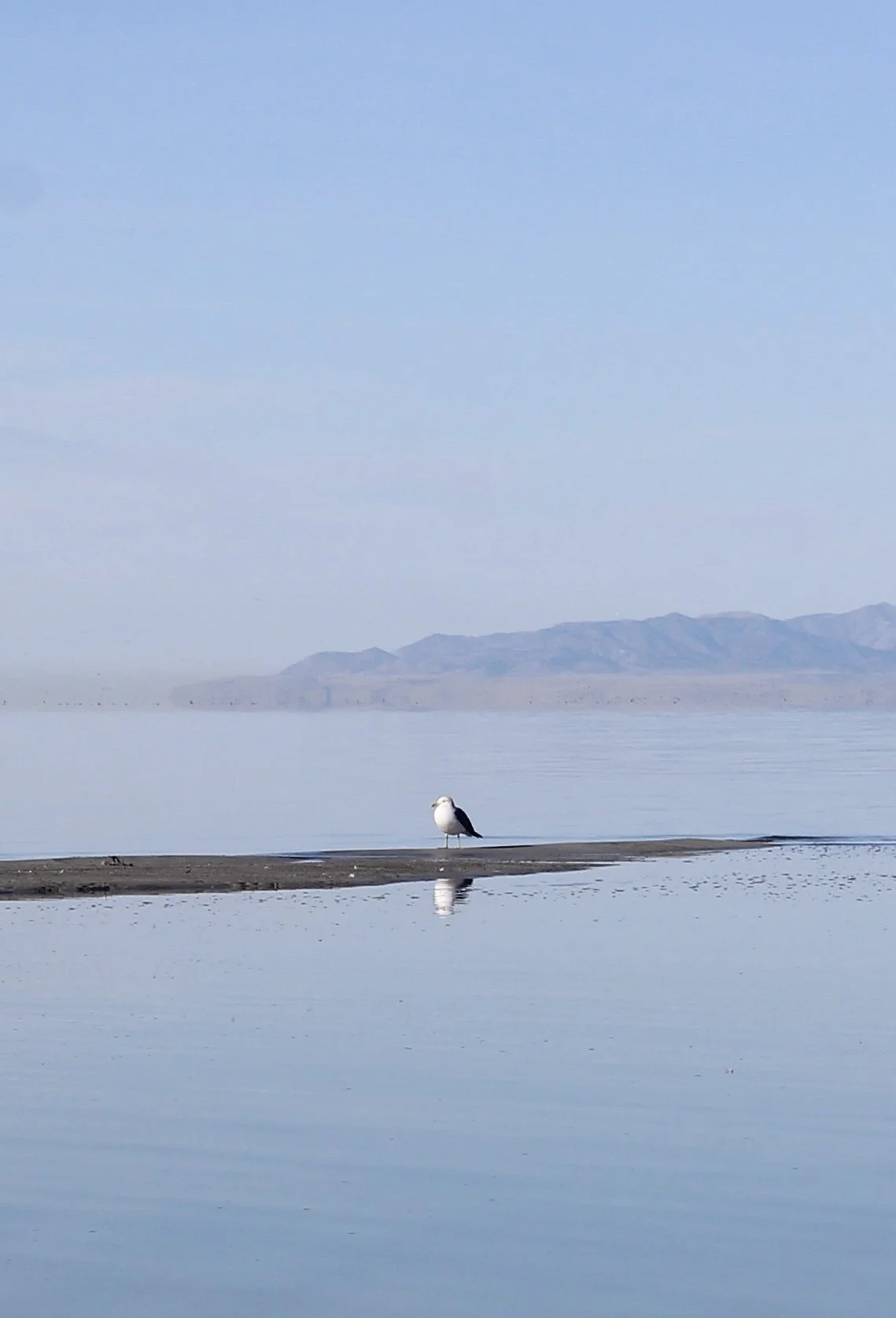 Intro to Birdwatching | Feather Quest