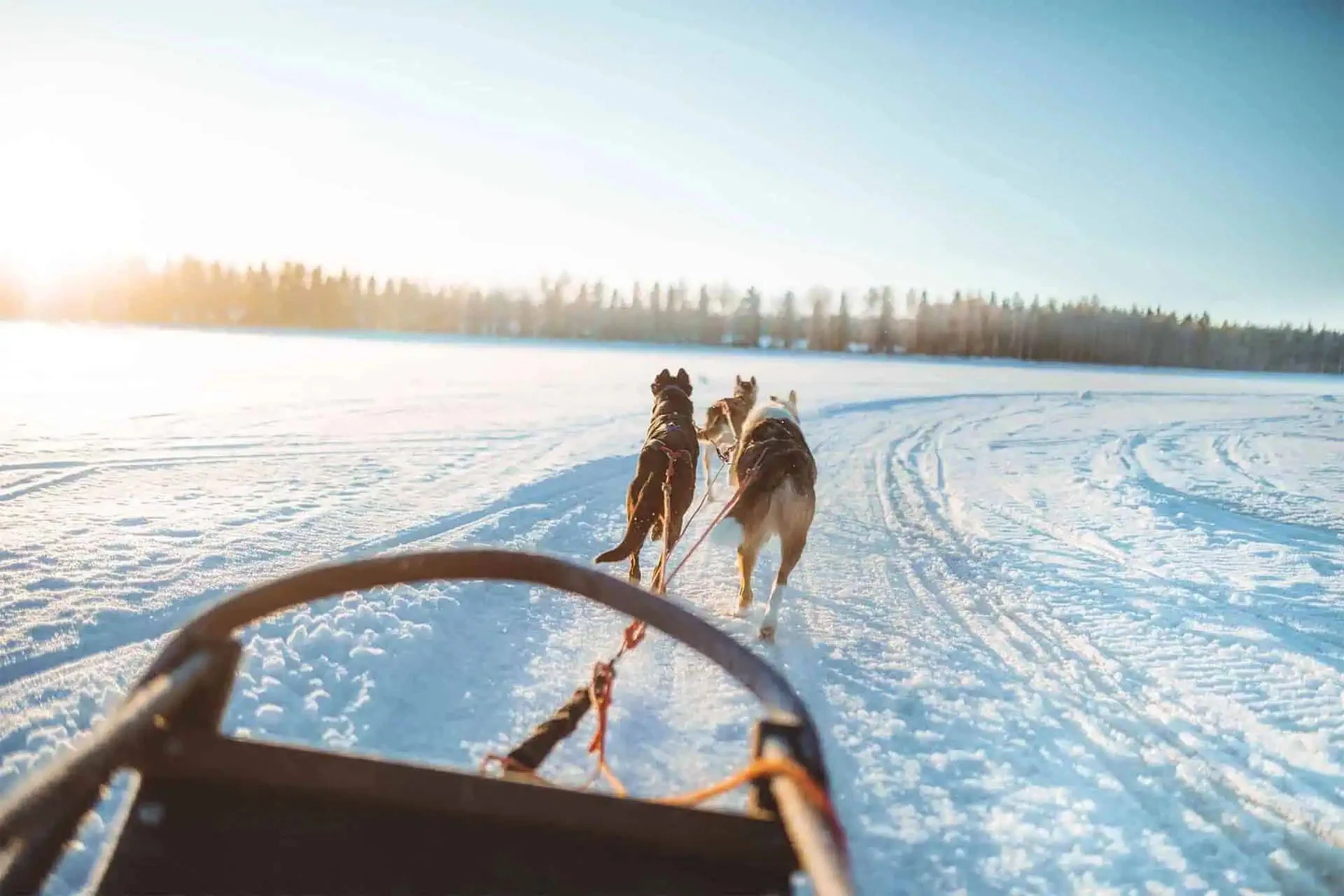 husky-sleigh-ride-apukka-resort-rovaniemi-lapland-finland.jpg
