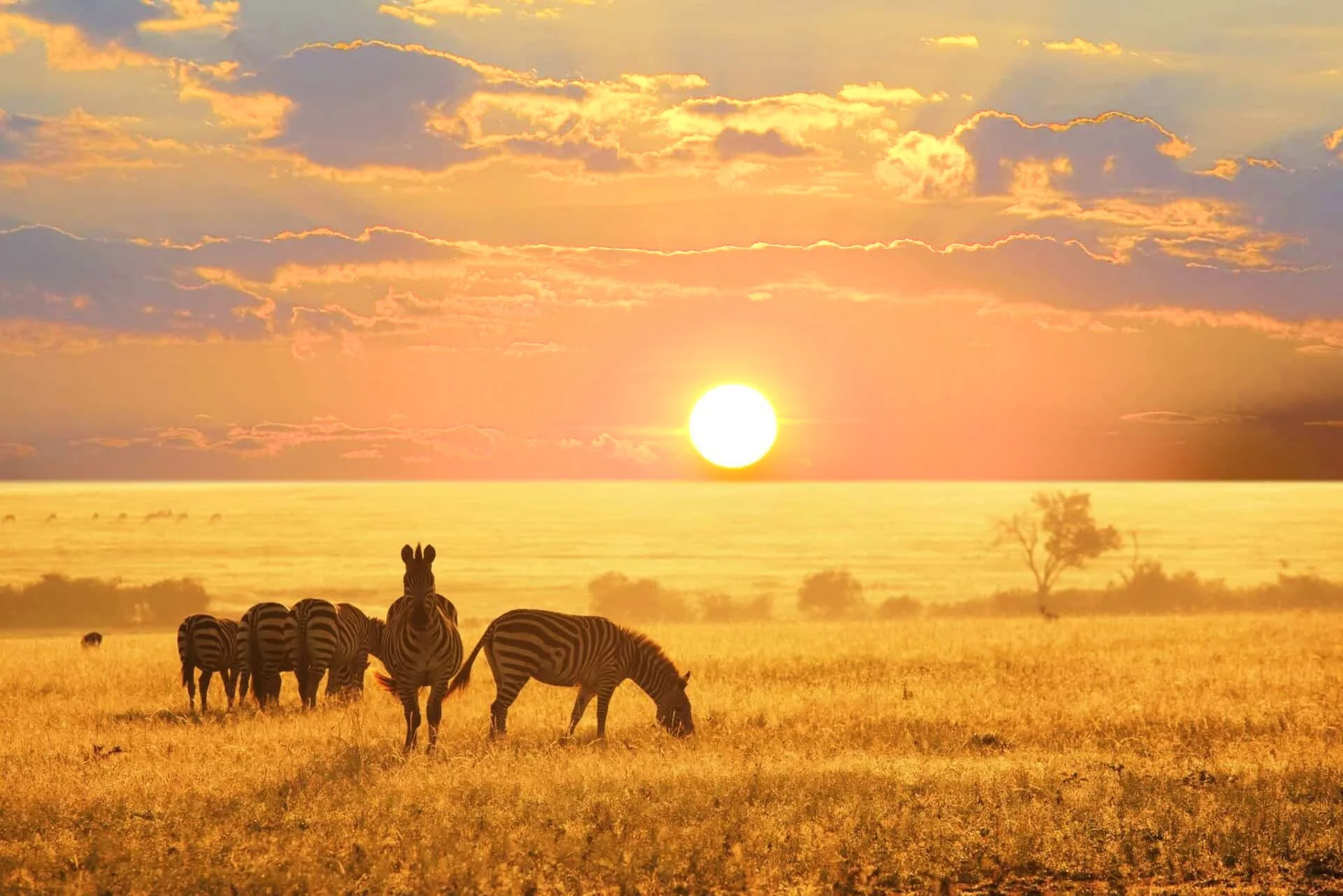 Etosha-National-Park-in-Namibia-1 copy.jpg