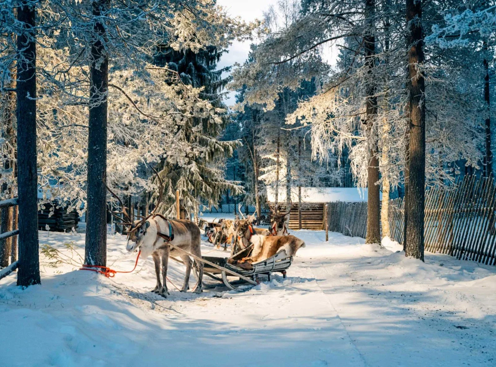 reindeer-rides2-ca8df07c.jpg