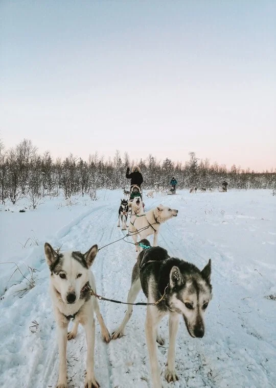 Lapland-What-to-visit-Huskies-10.jpg