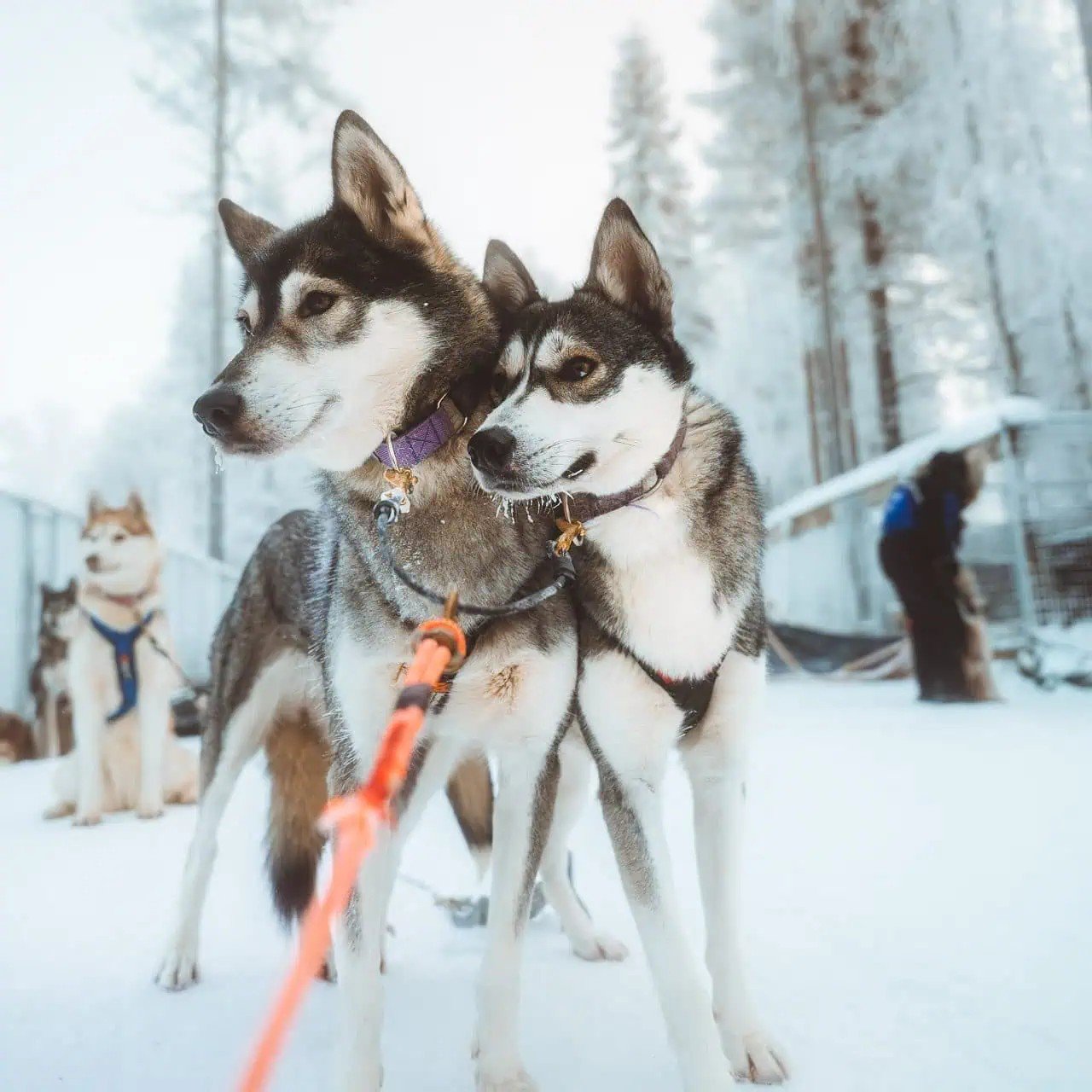 Apukka_Husky_Sled_Ride_Apukka_resort_rovaniemi_lapland_finland_8.jpg