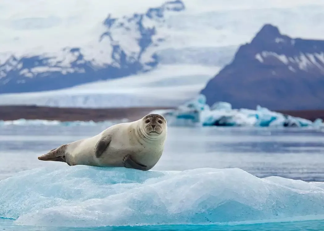 15975335-jkulsrln-seal copy.jpg