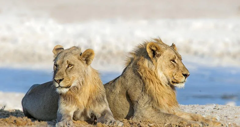 etosha-lions-786x416.jpg