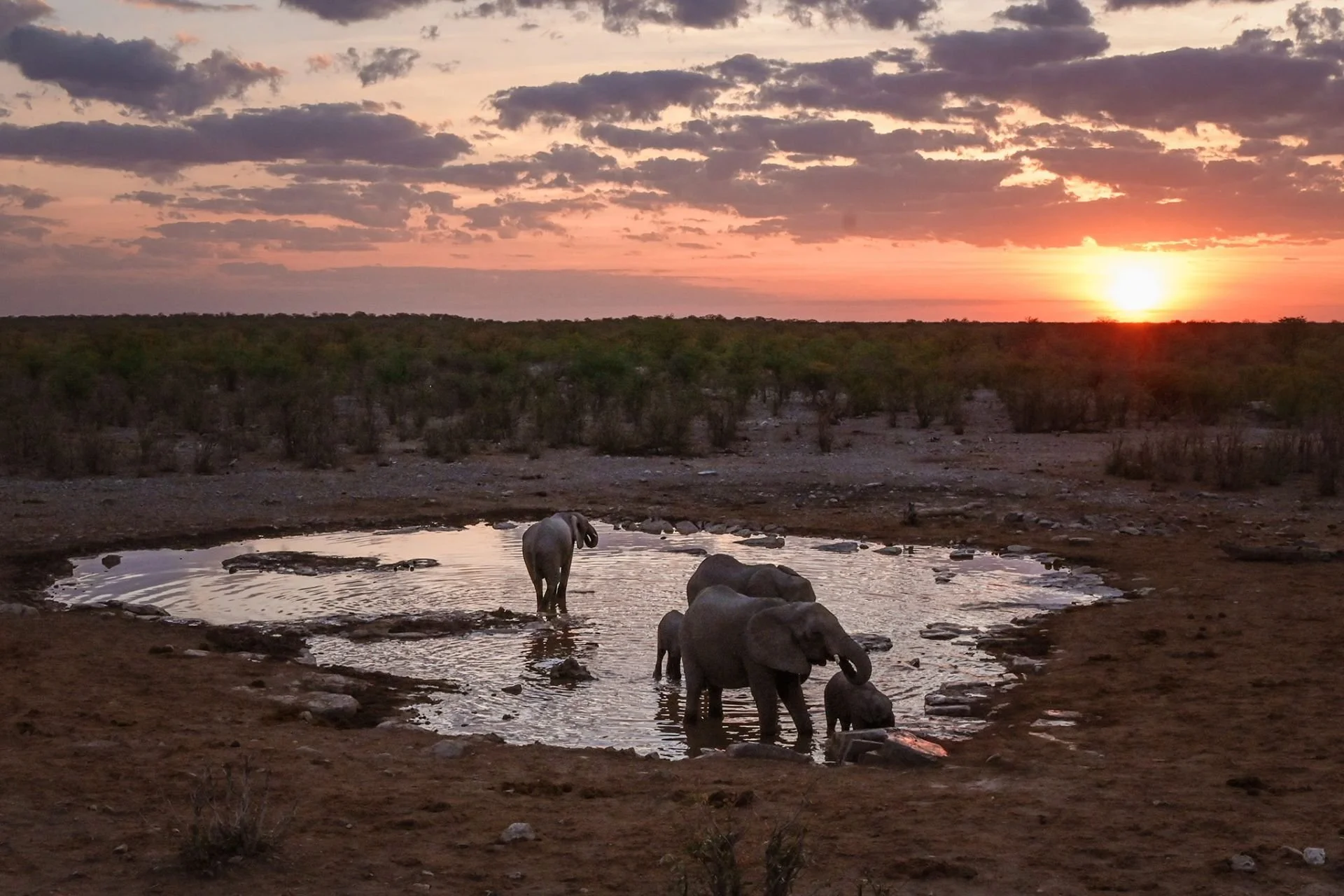Namibia_self_drive_safari_in_etosha_national_park-29-of-31.jpg