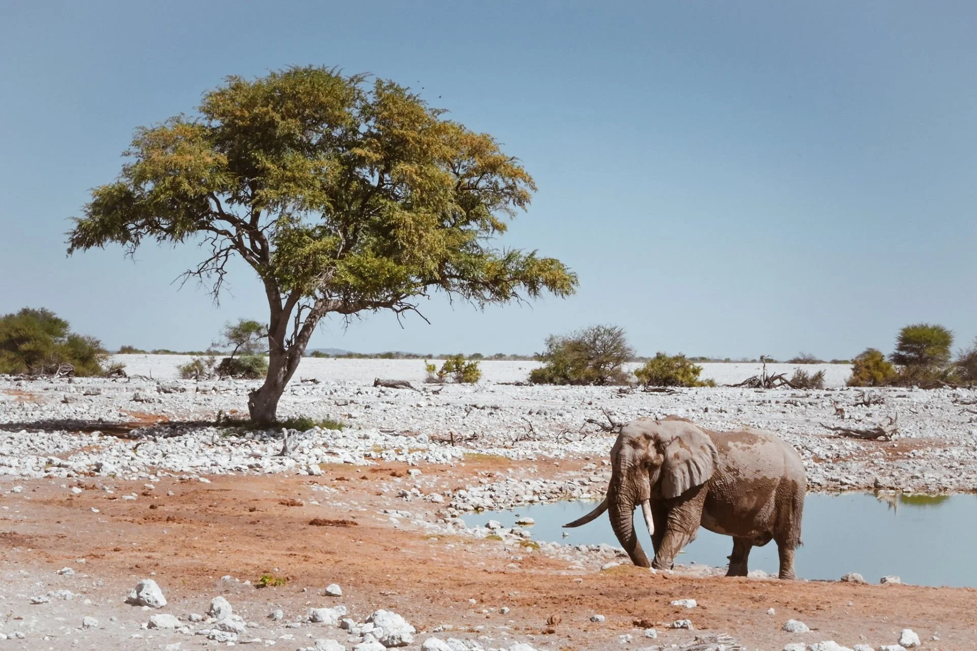 Namibia_self_drive_safari_in_etosha_national_park-111-of-1.jpg