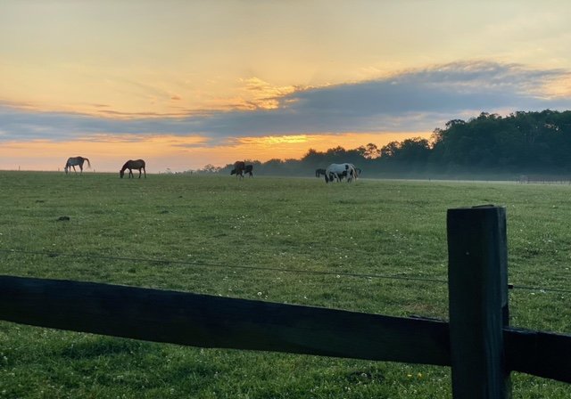 Horses in fog.JPG