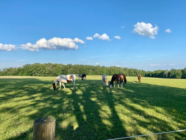 Horses in pasture.JPG
