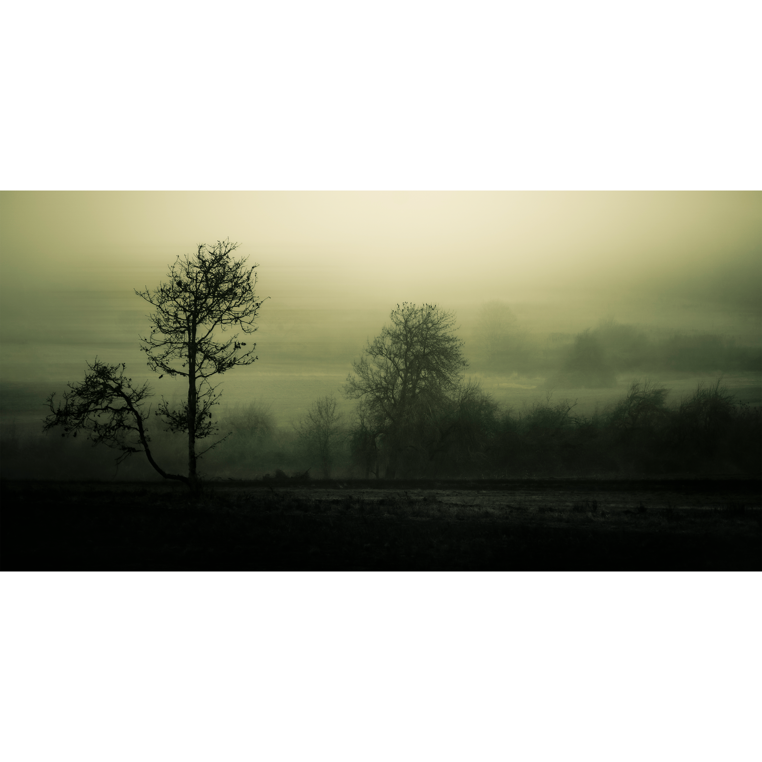 Whispers of the Mist by Dana Sharman Photography.png