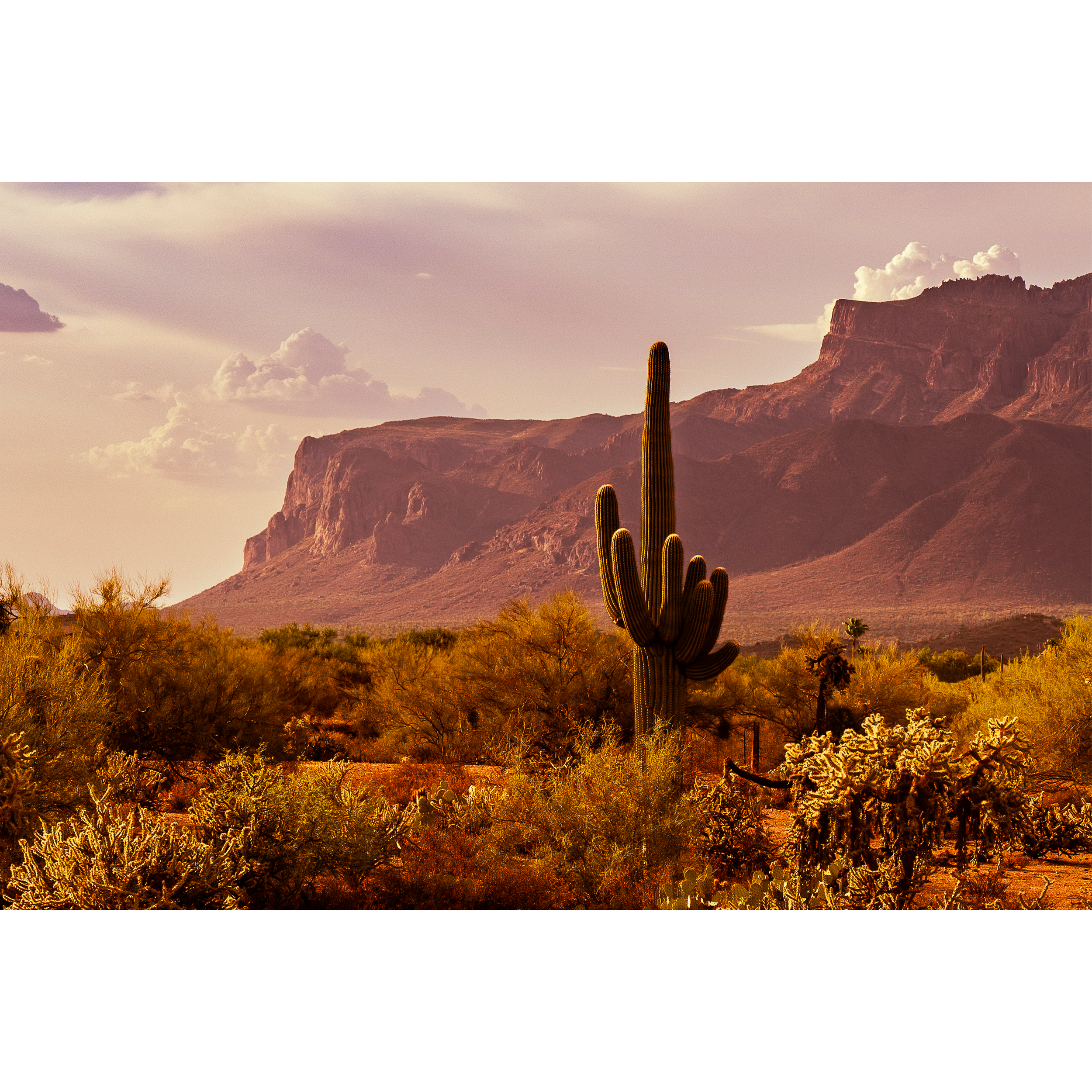 Country Life by Dana Sharman Photography.png