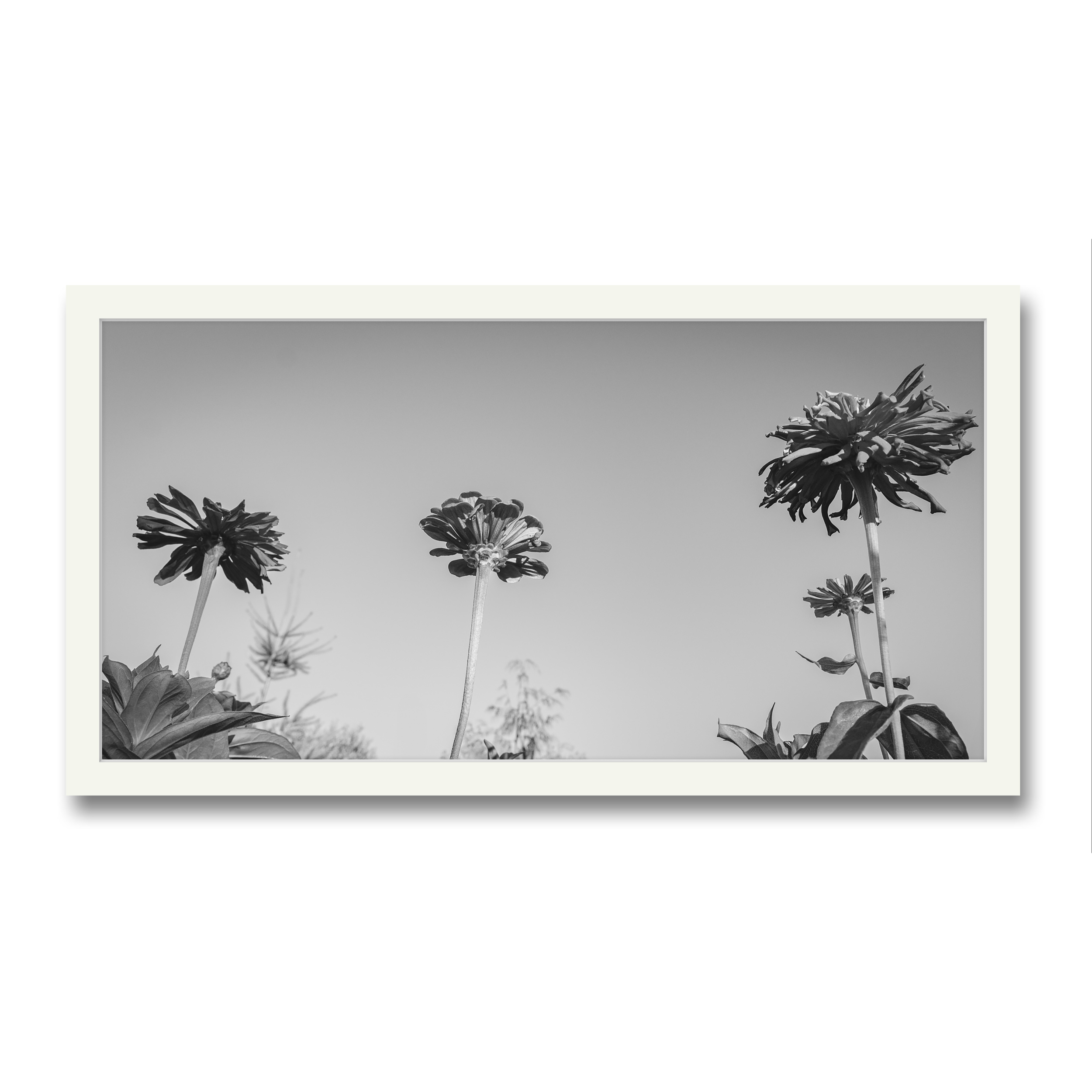 Image_Editor (1).png