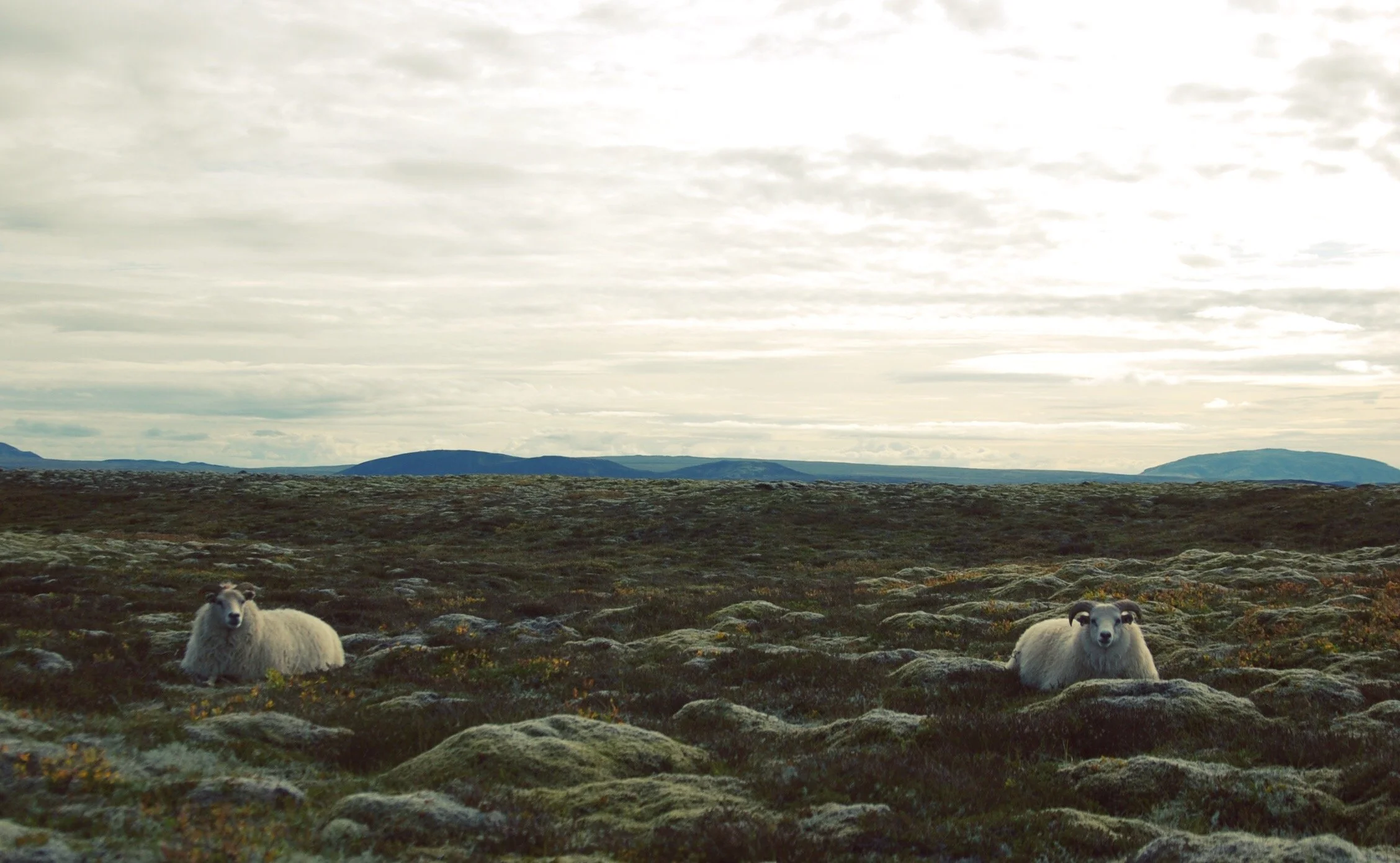 5._IcelandJPG copy.JPG