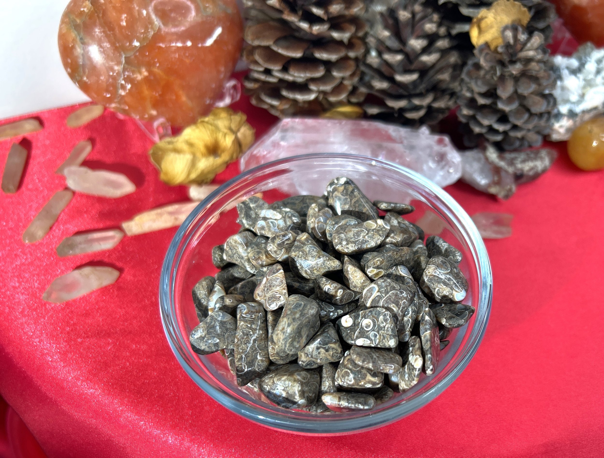 TUM-184 TURITELLA AGATE.jpg